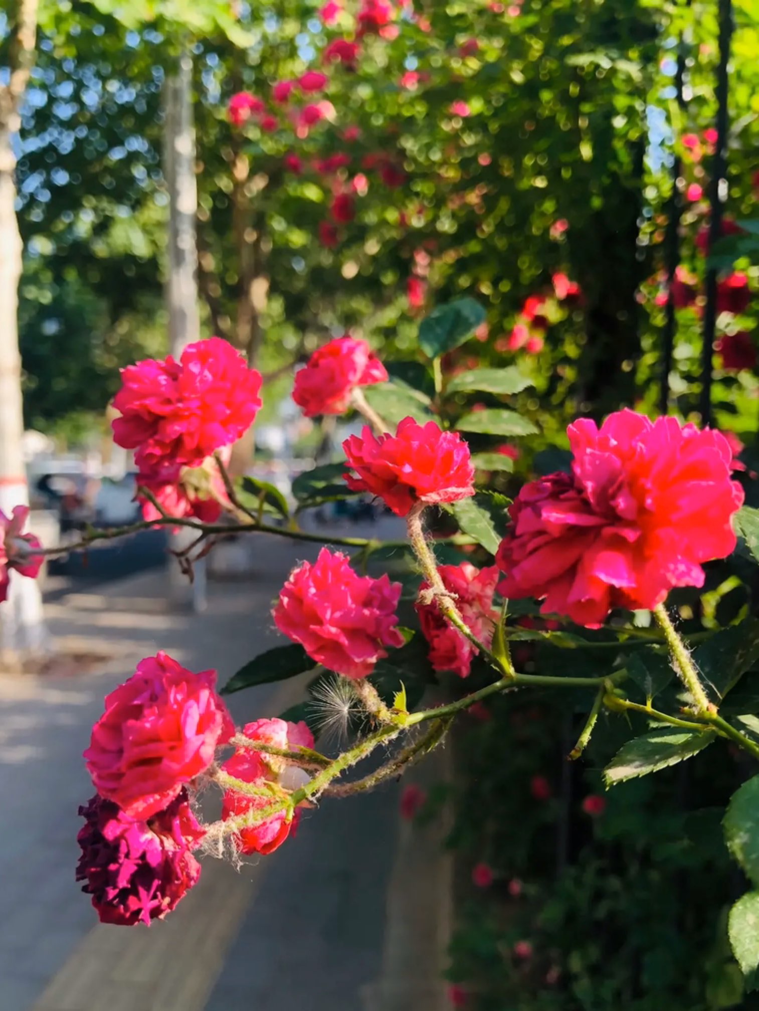 一路繁花似锦