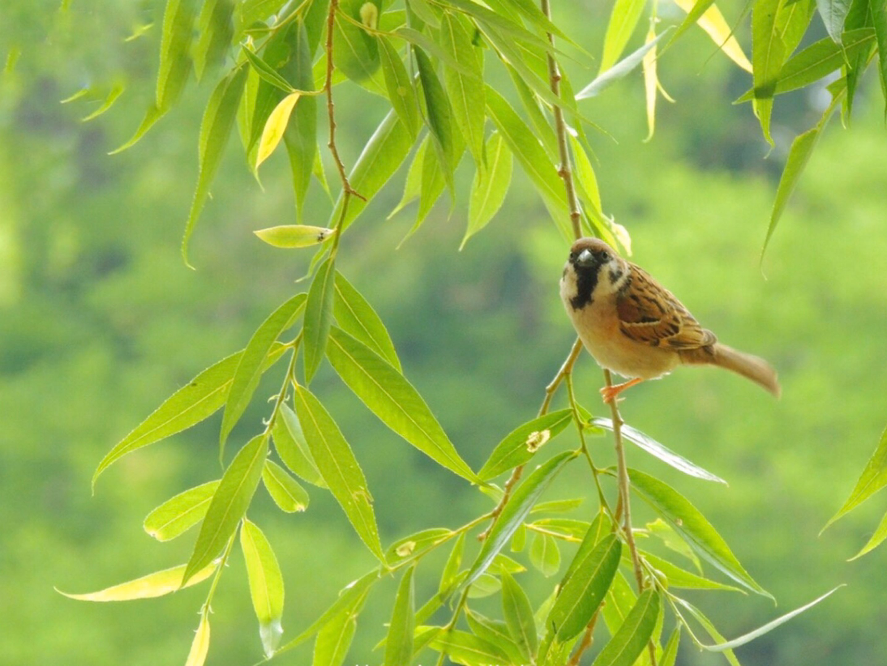 初夏清晨晓风吹,鸟儿携手鸣翠微.贪恋寂寂清脆鸣,醉卧林中懒回归.