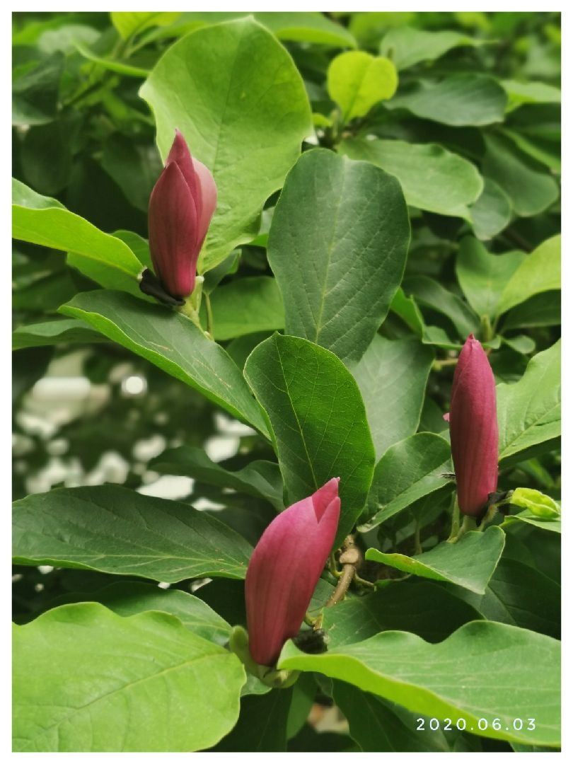 木笔犹开第一花