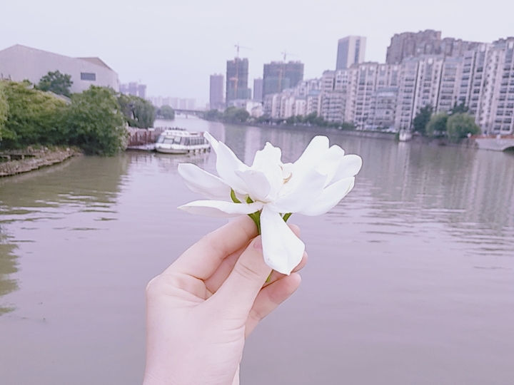 等会要上班,不敢跑太远,一朵栀子花,青香无比[doge]