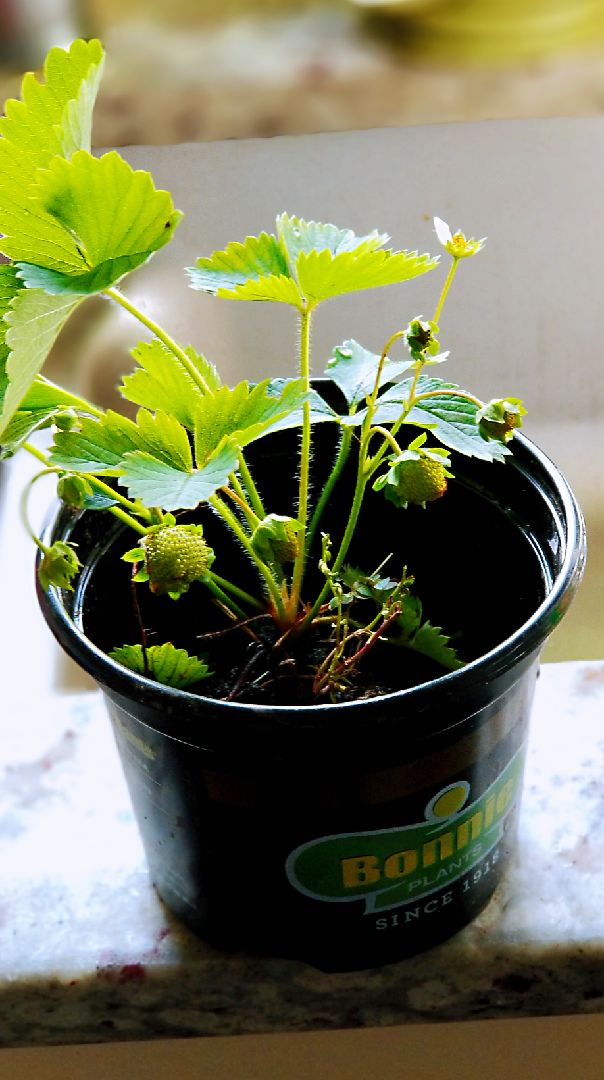 今天菜友給了兩棵已經開花結果的草莓回家種