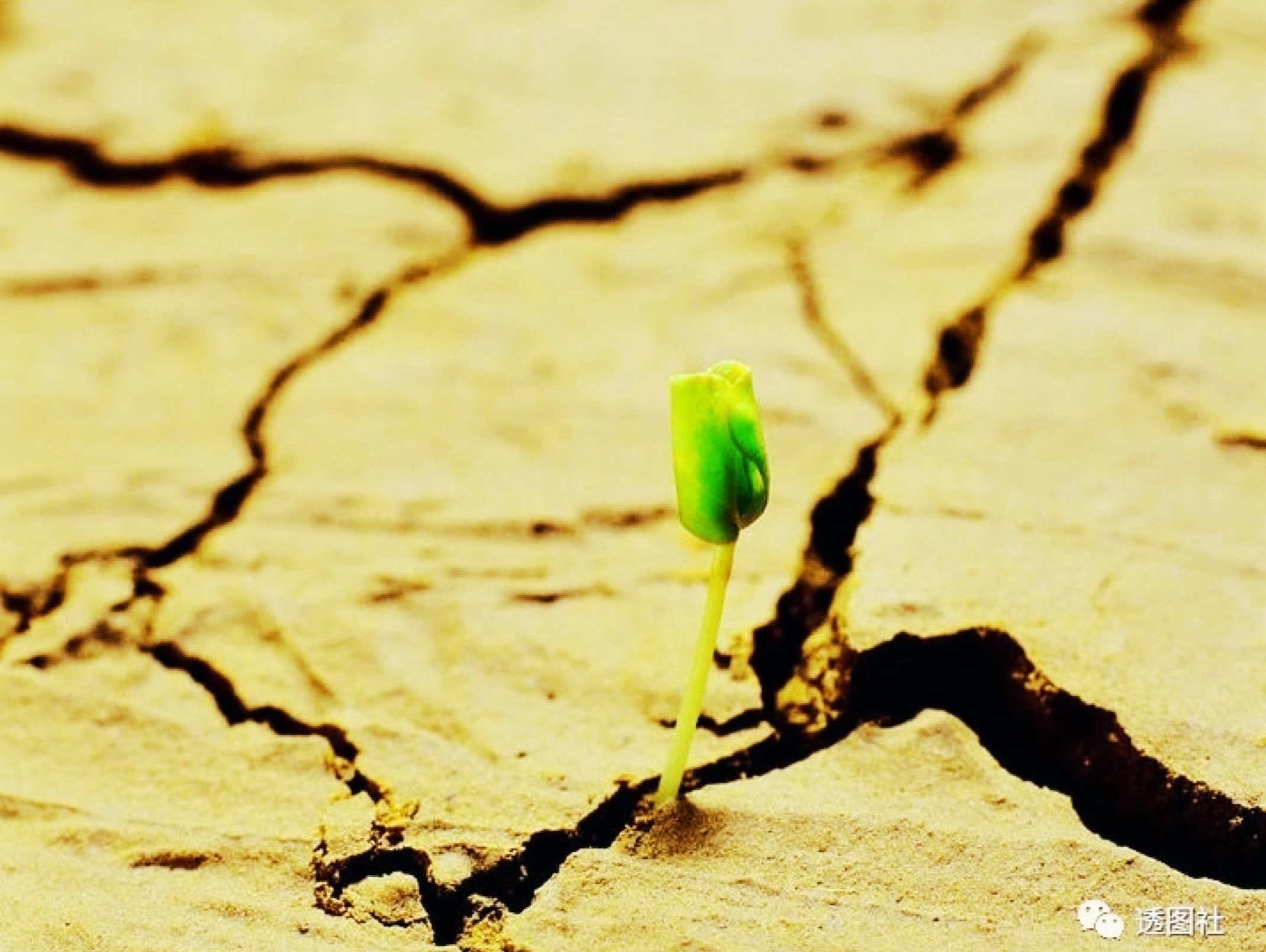 完成 跑后拉伸 第195次 生命就是这么强悍.绝地逢生!