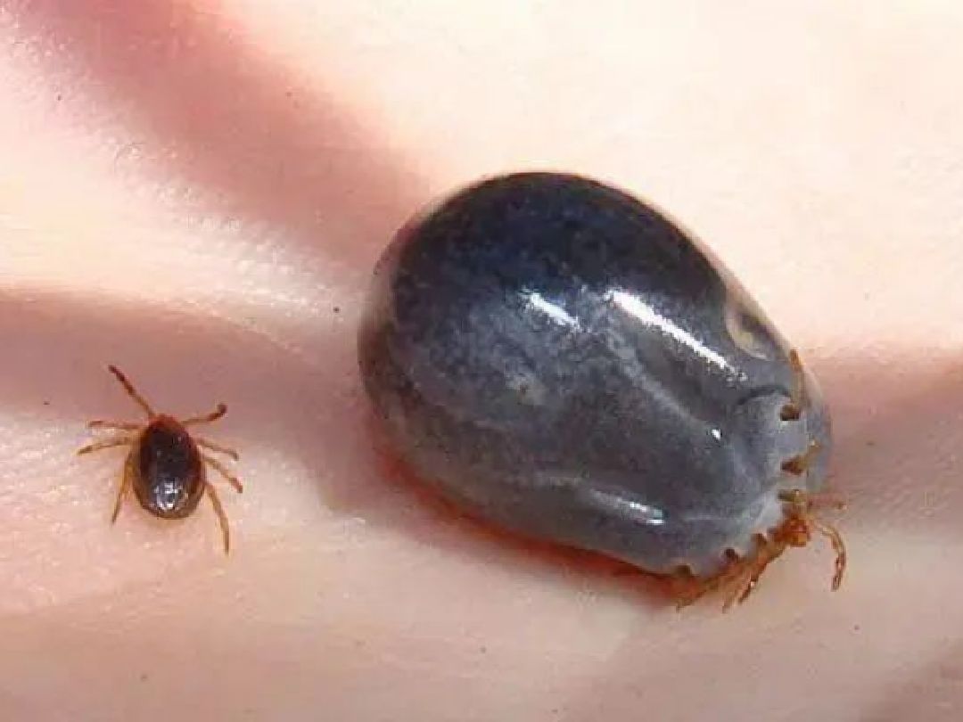 草丛较多的阴凉处躲避太阳,但在外游玩或者进行农耕的户外活动时_keep