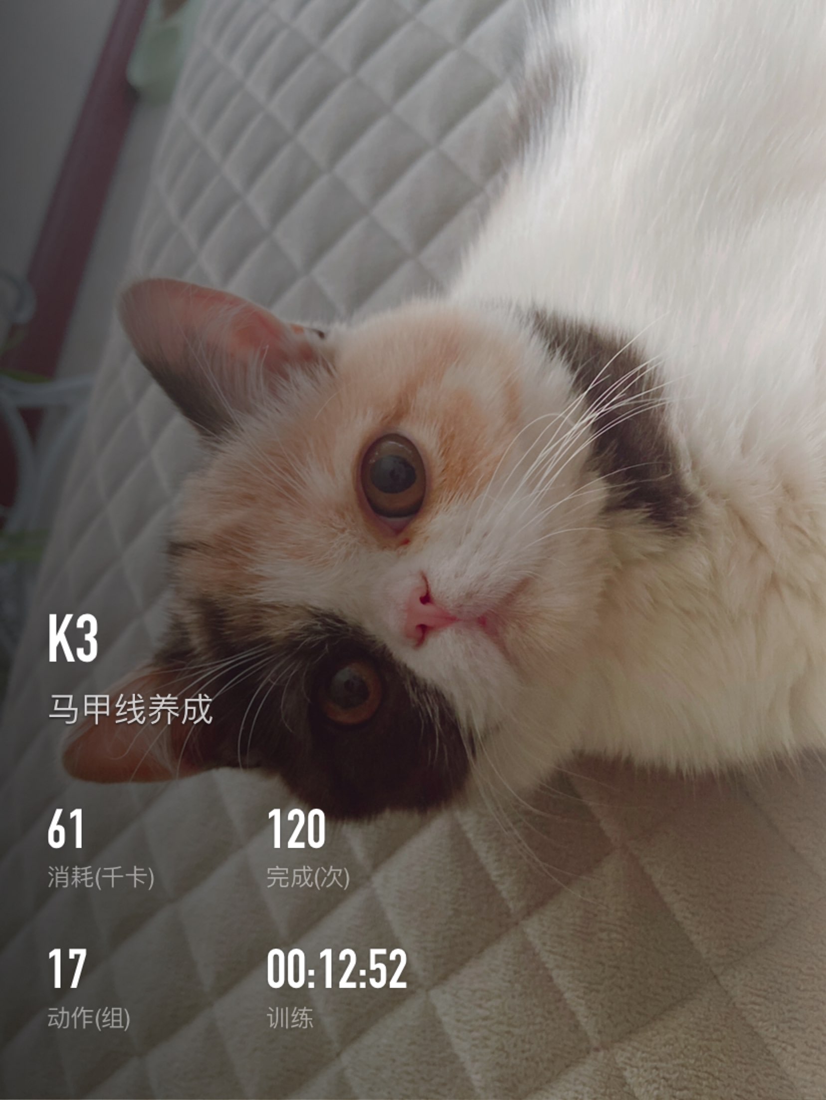 许久没有的马甲线打卡结个婚太累了
