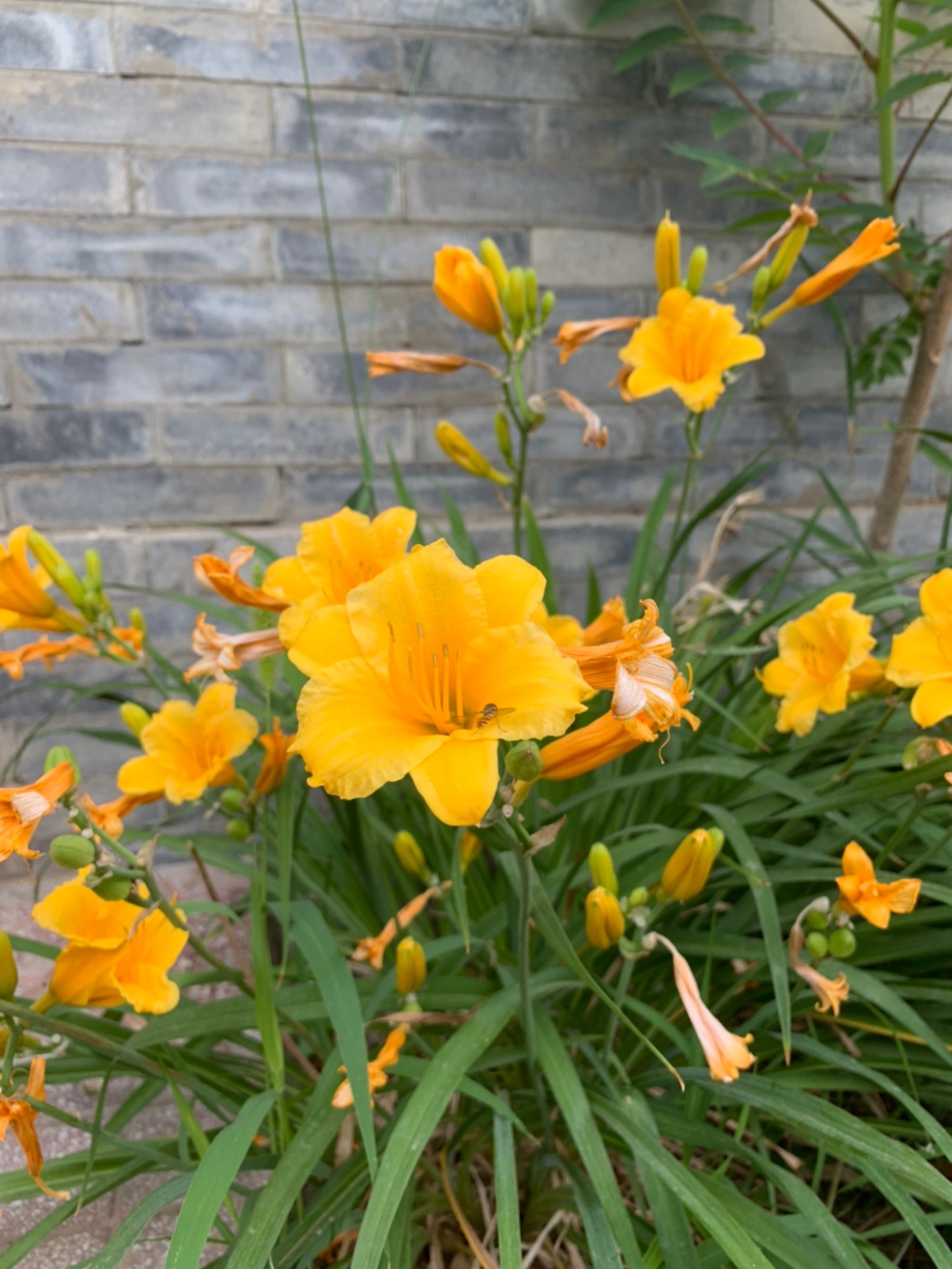 早晨的小区,花儿开的特别美