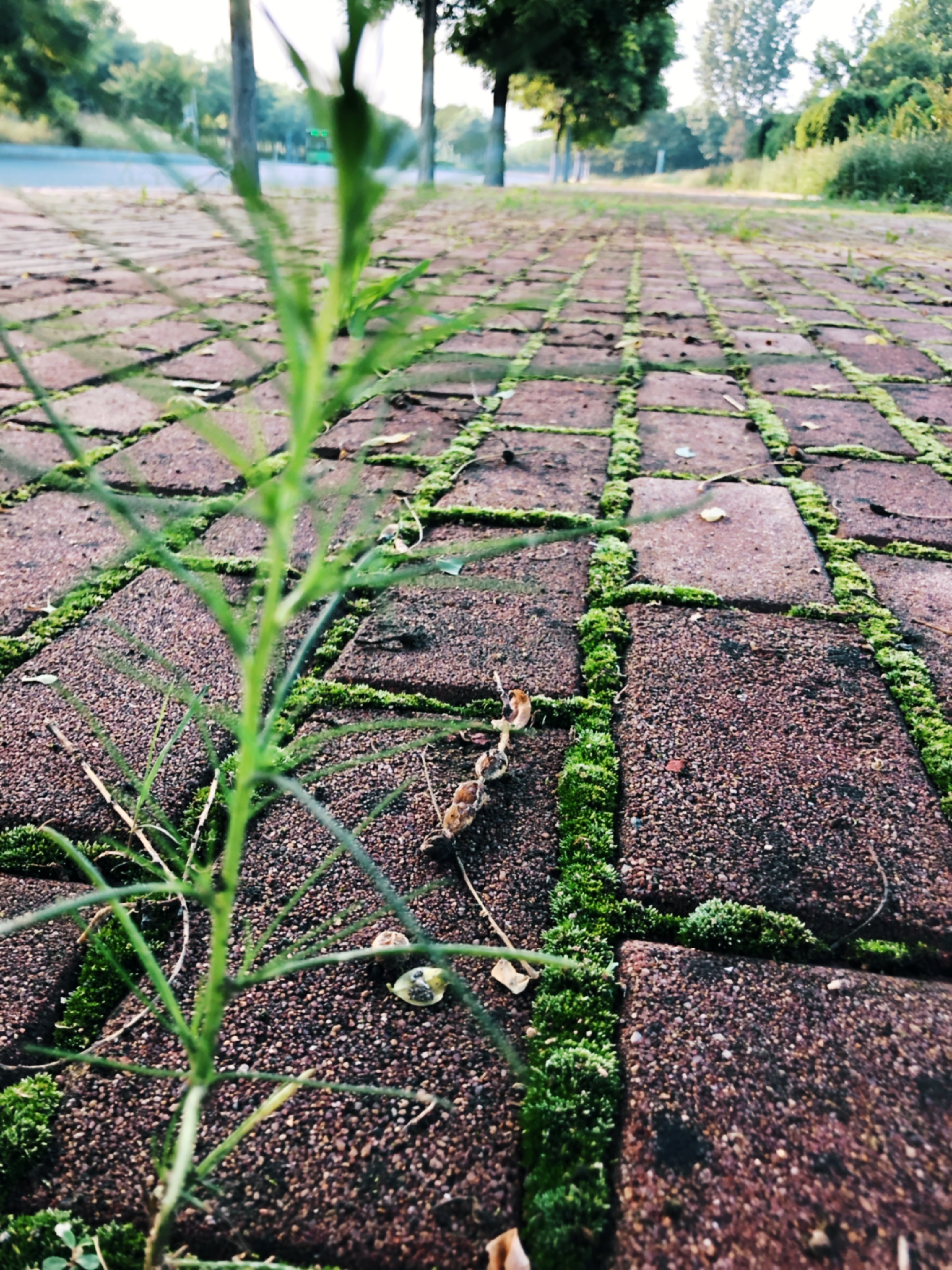 大雨後的大太陽(無法直視的大胖腿只能看影子了……)