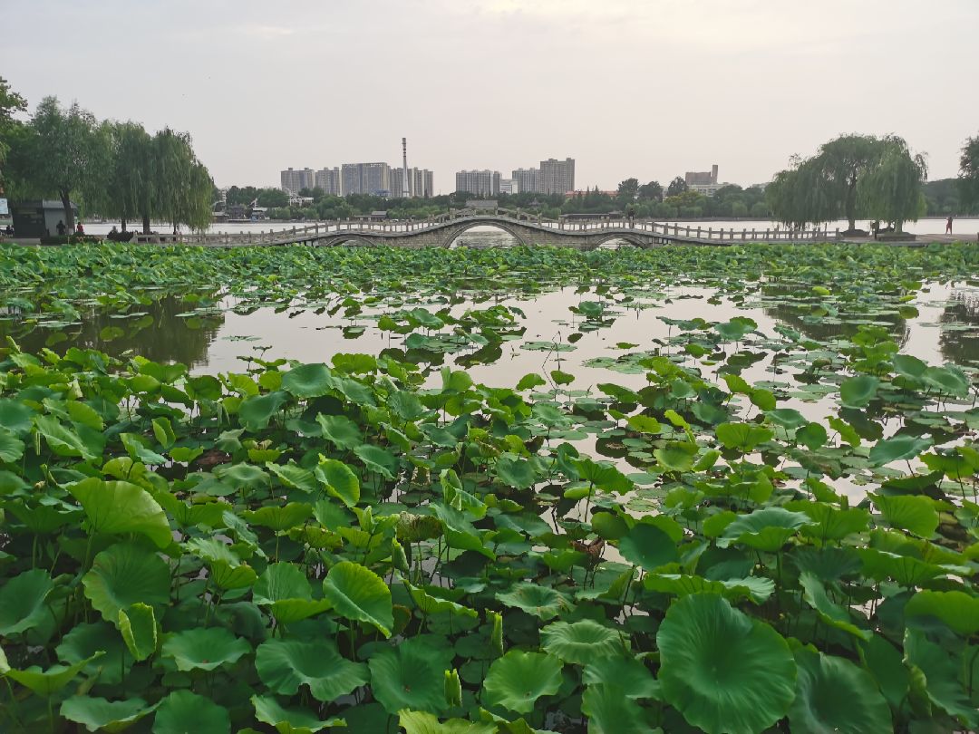 一周没见,大明湖的荷叶都长这么高了