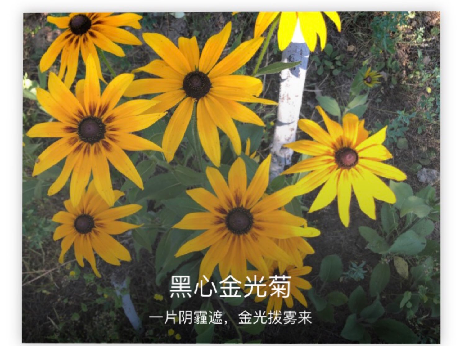 小时候家中园子边上种了好多地环,高高的植株上开着朵朵小黄花,一簇一