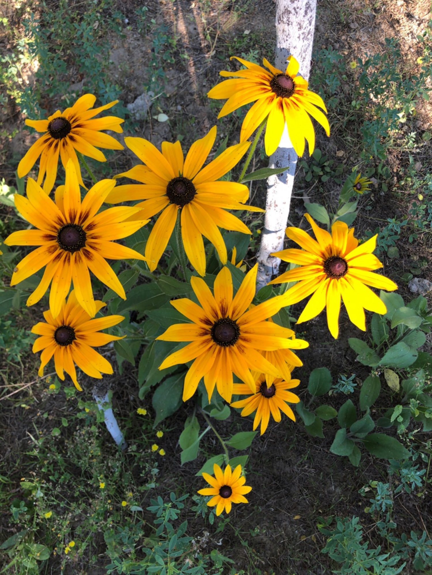 小时候家中园子边上种了好多地环,高高的植株上开着朵朵小黄花,一簇