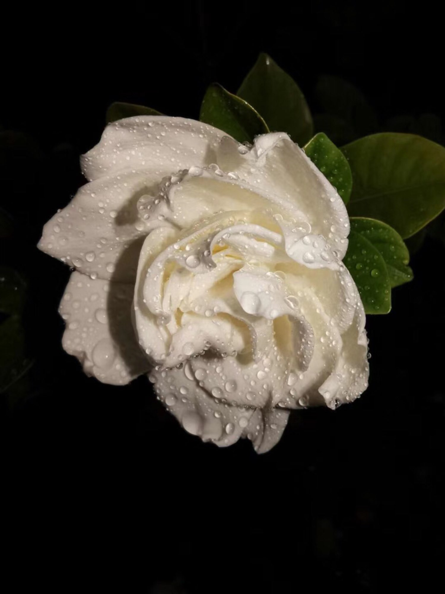 带雨的栀子花,暗香浮动