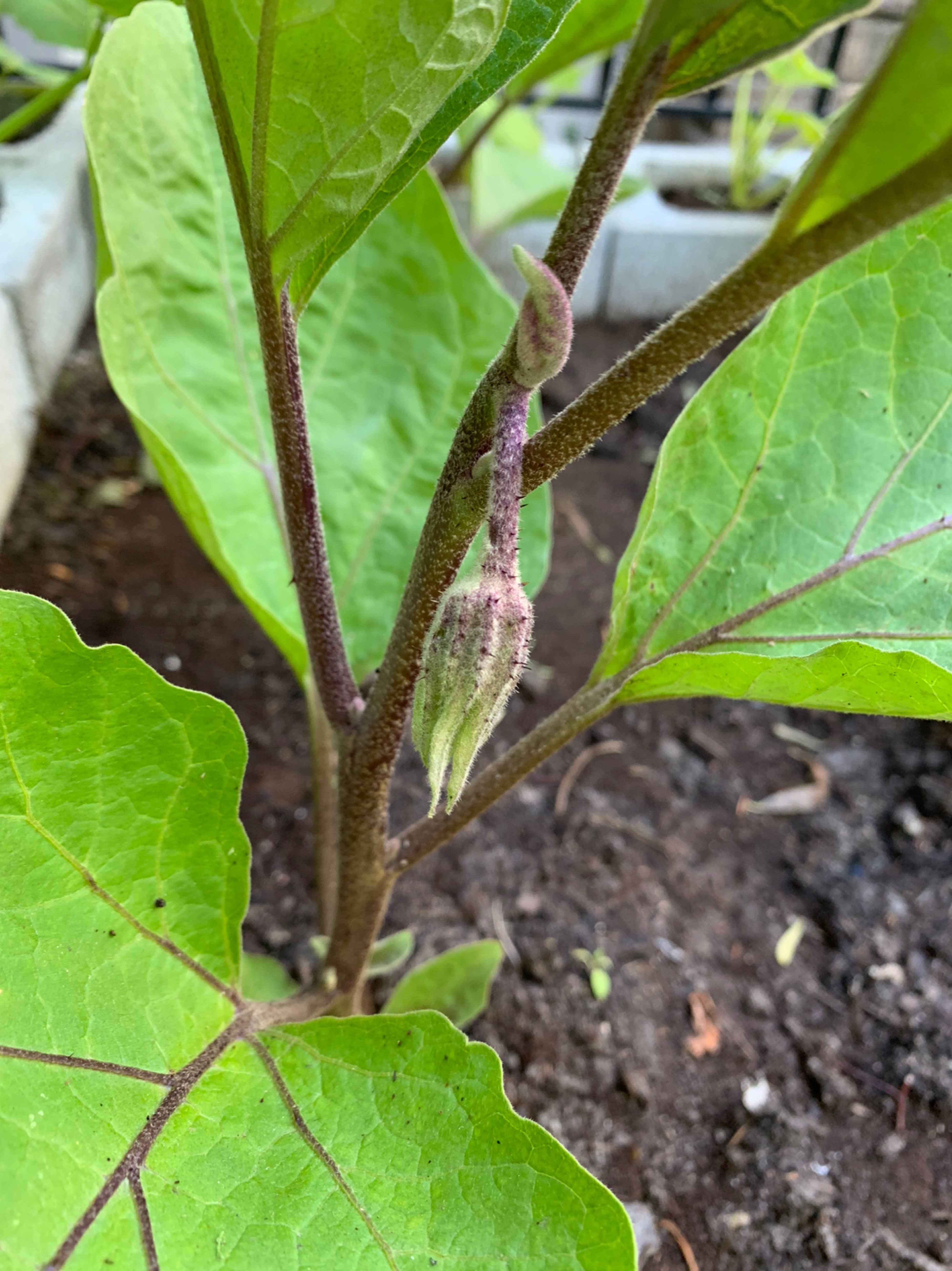 茄子和小红萝卜发芽儿了