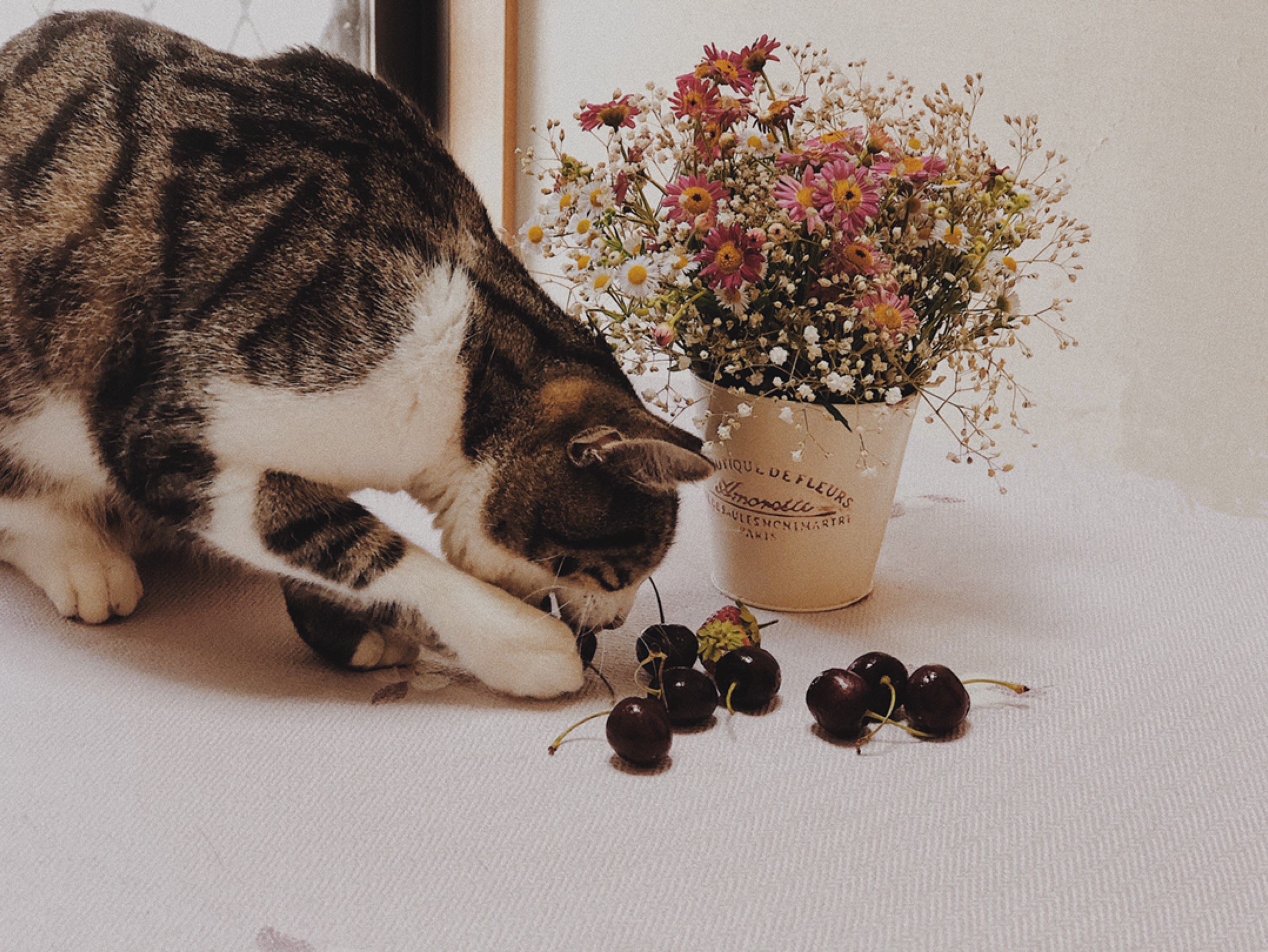 抓到一只偷吃车厘子的猫