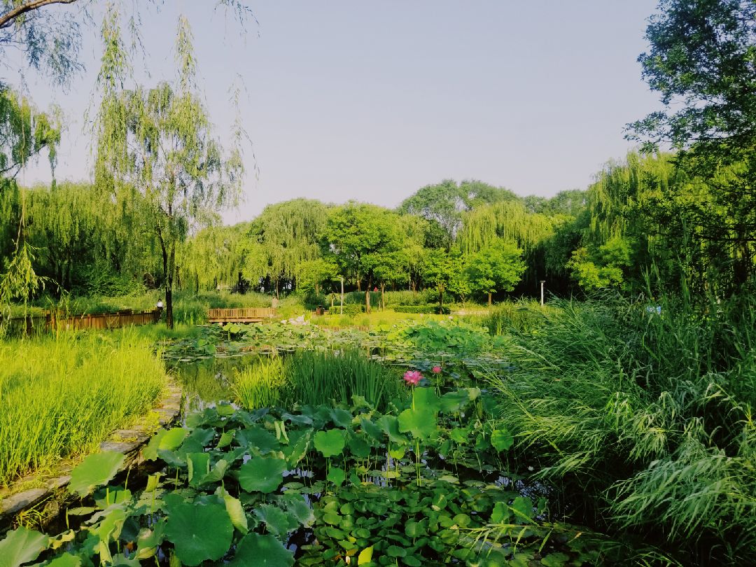 雨後清晨的海淀公園一角