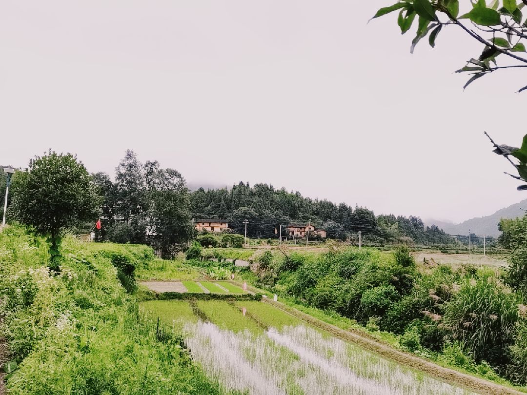 雨后乡间小路村前绿树野山