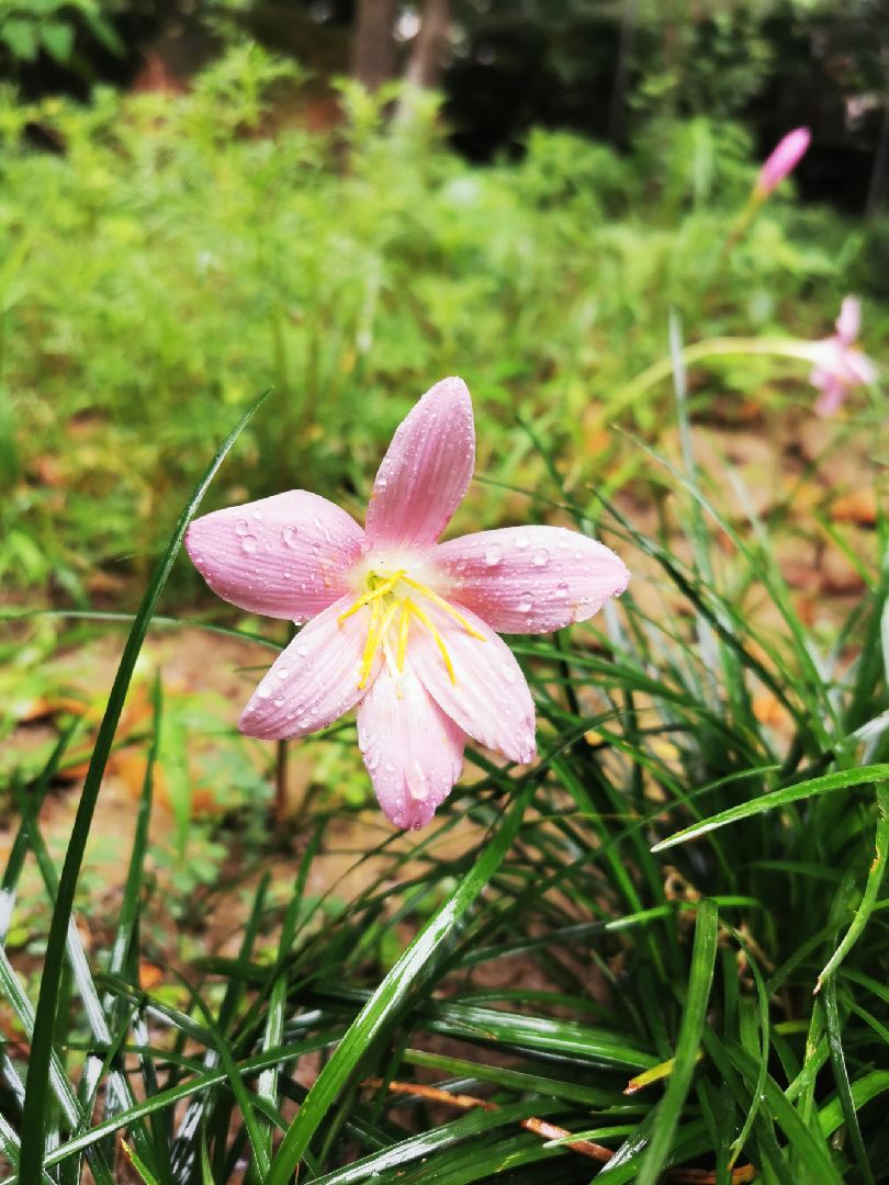 风雨飘摇