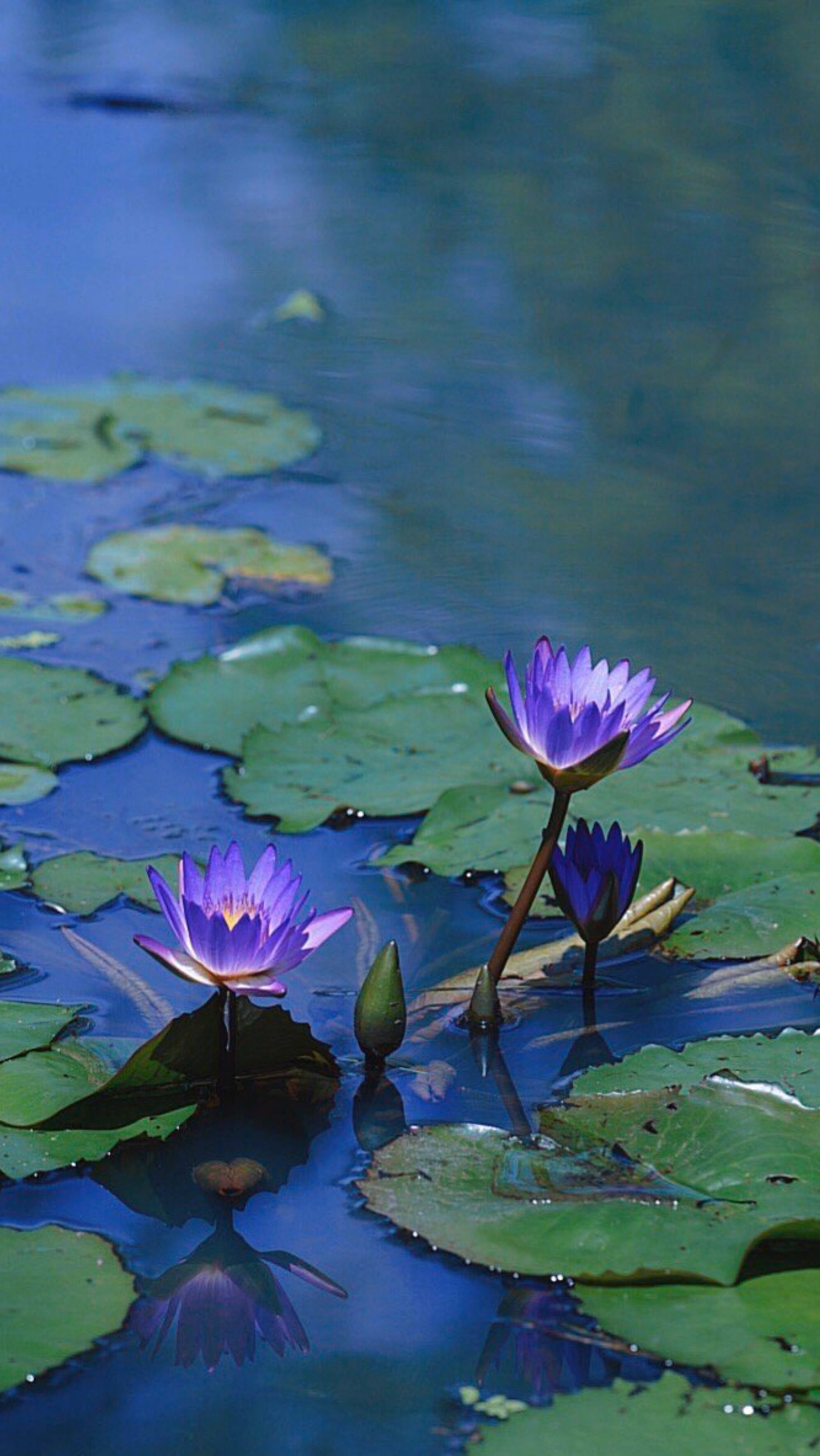 绿野觅仙踪,一池幽莲绽.