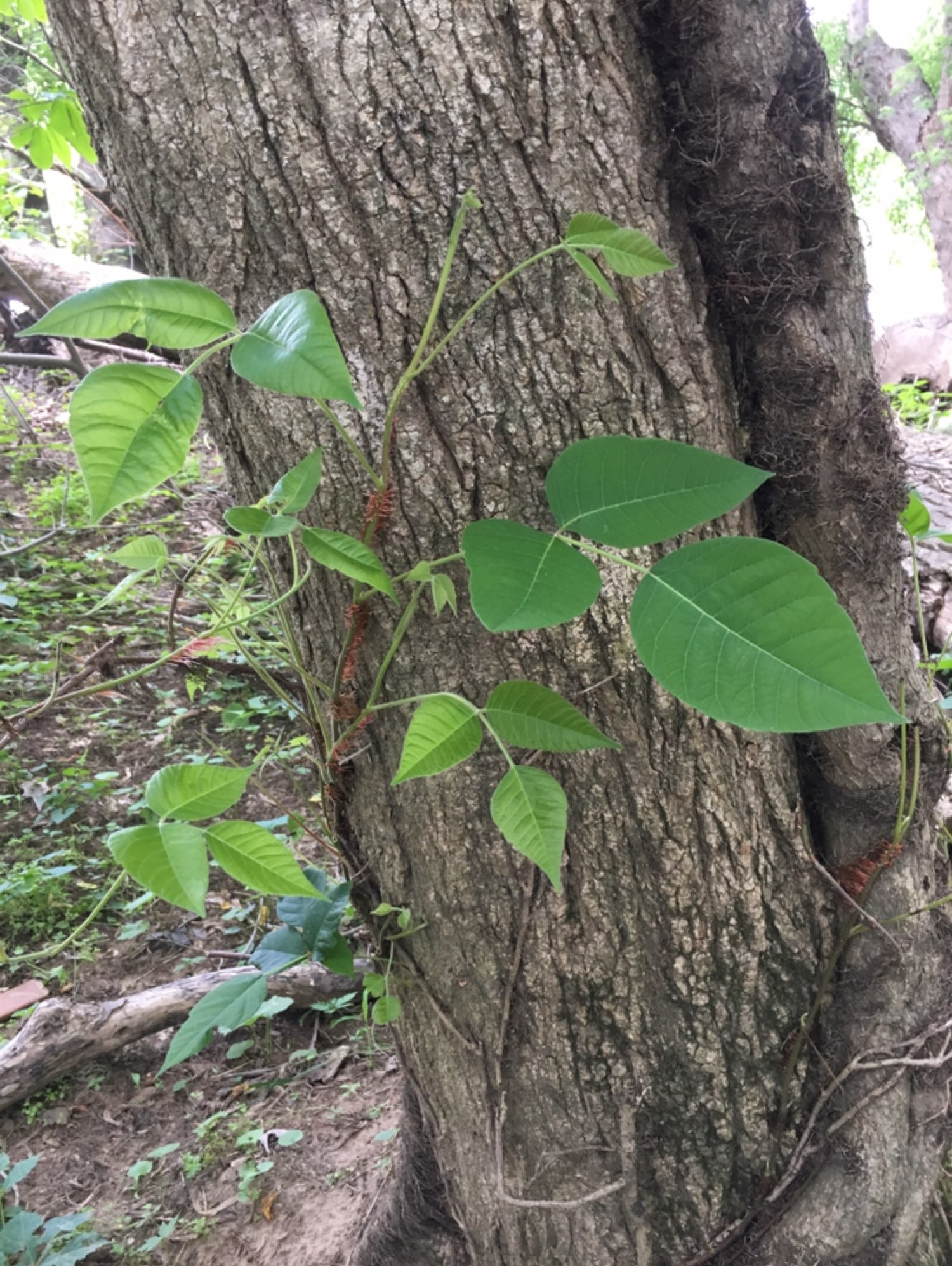 poisonivy[讨厌][讨厌]_keep