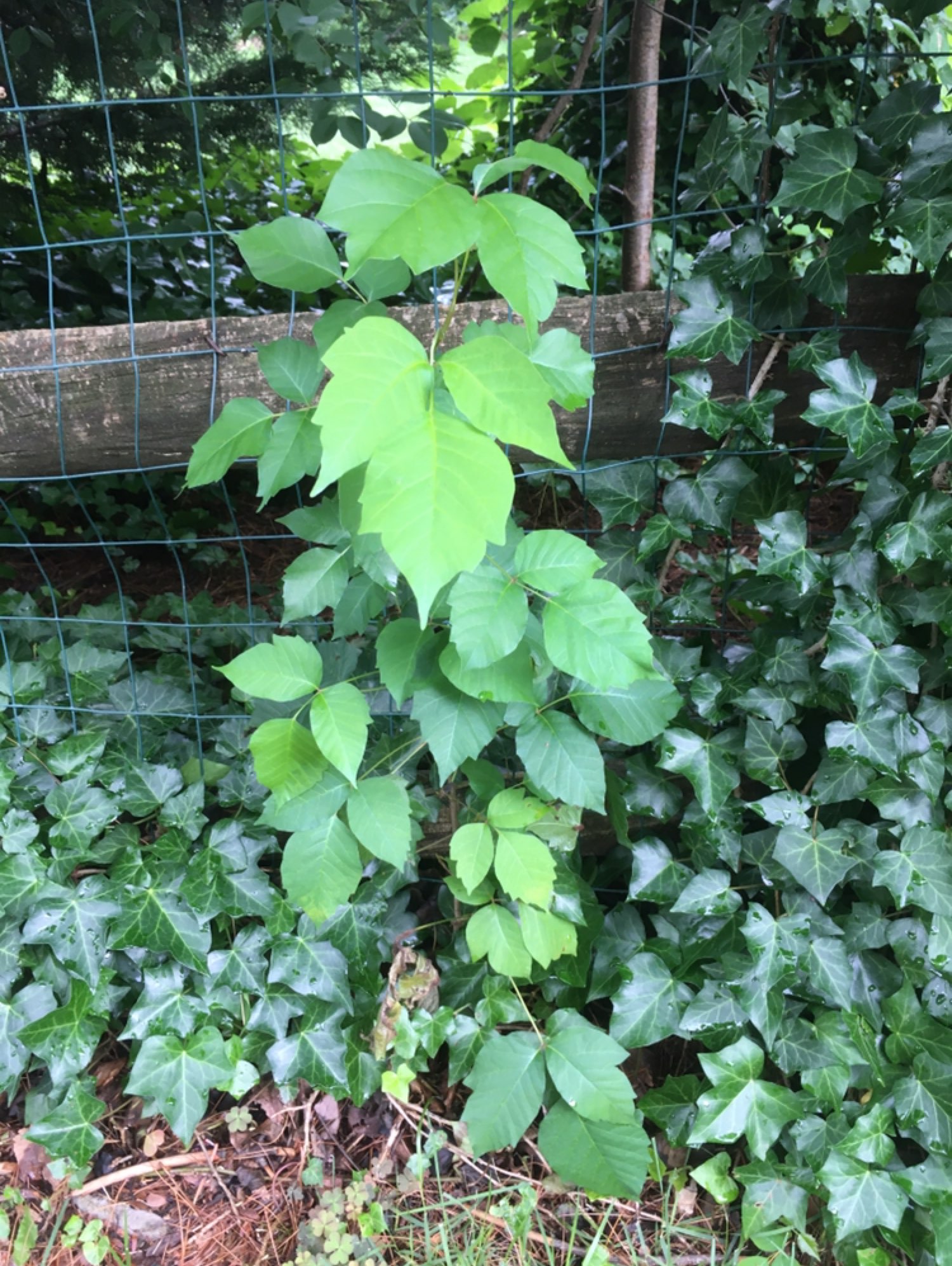 poisonivy[讨厌][讨厌]_keep
