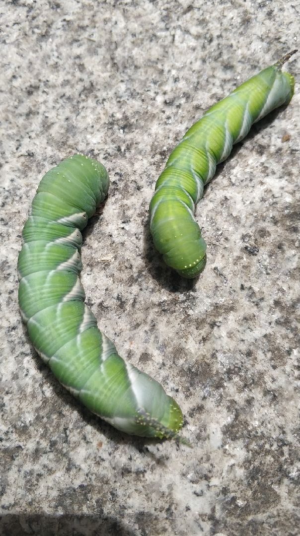 有人怕蜘蛛有人怕蟑螂而我最怕爬虫