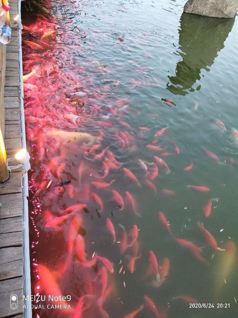 公园,湖里的鱼好多好大