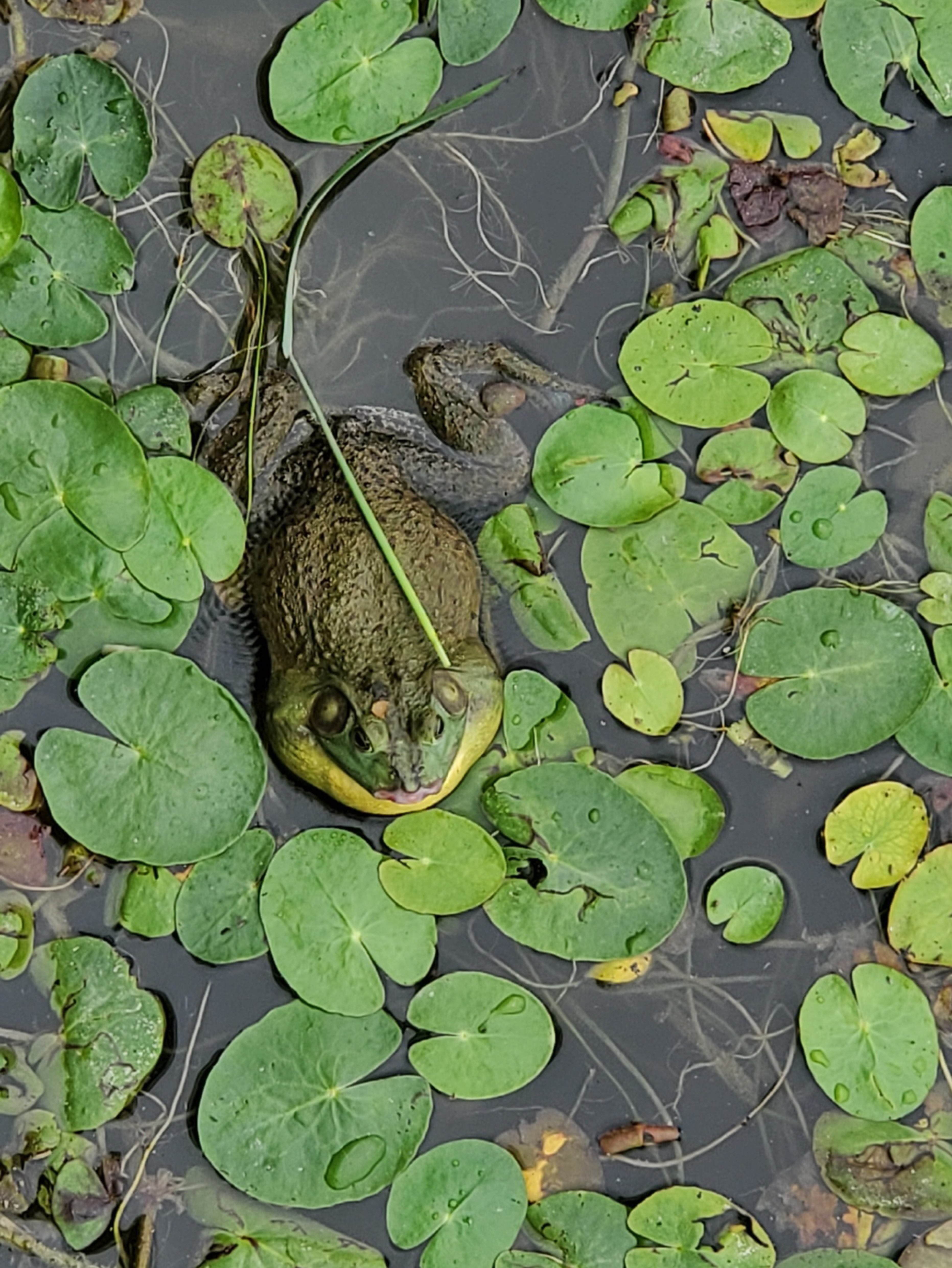 遇到一只好大好大青蛙或者是大蛙,叫声像牛一样,看它这性感的大嘴巴