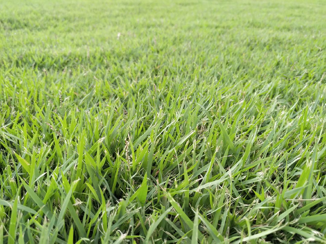 踩点,体育中心的,真草足球场.真草地,感觉就是不一样.