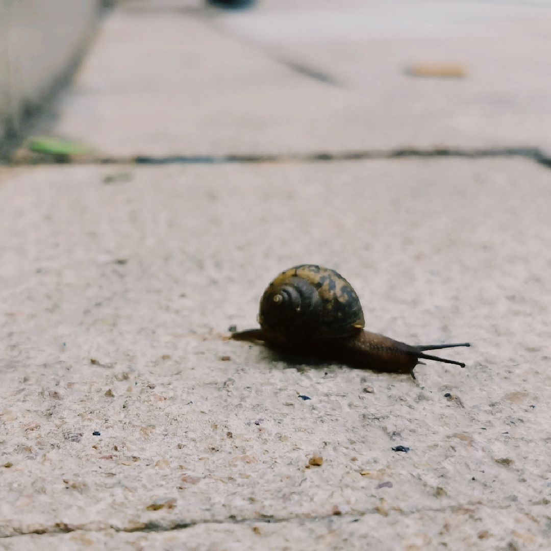 踩蜗牛踩蜗牛,一脚一只大蜗牛