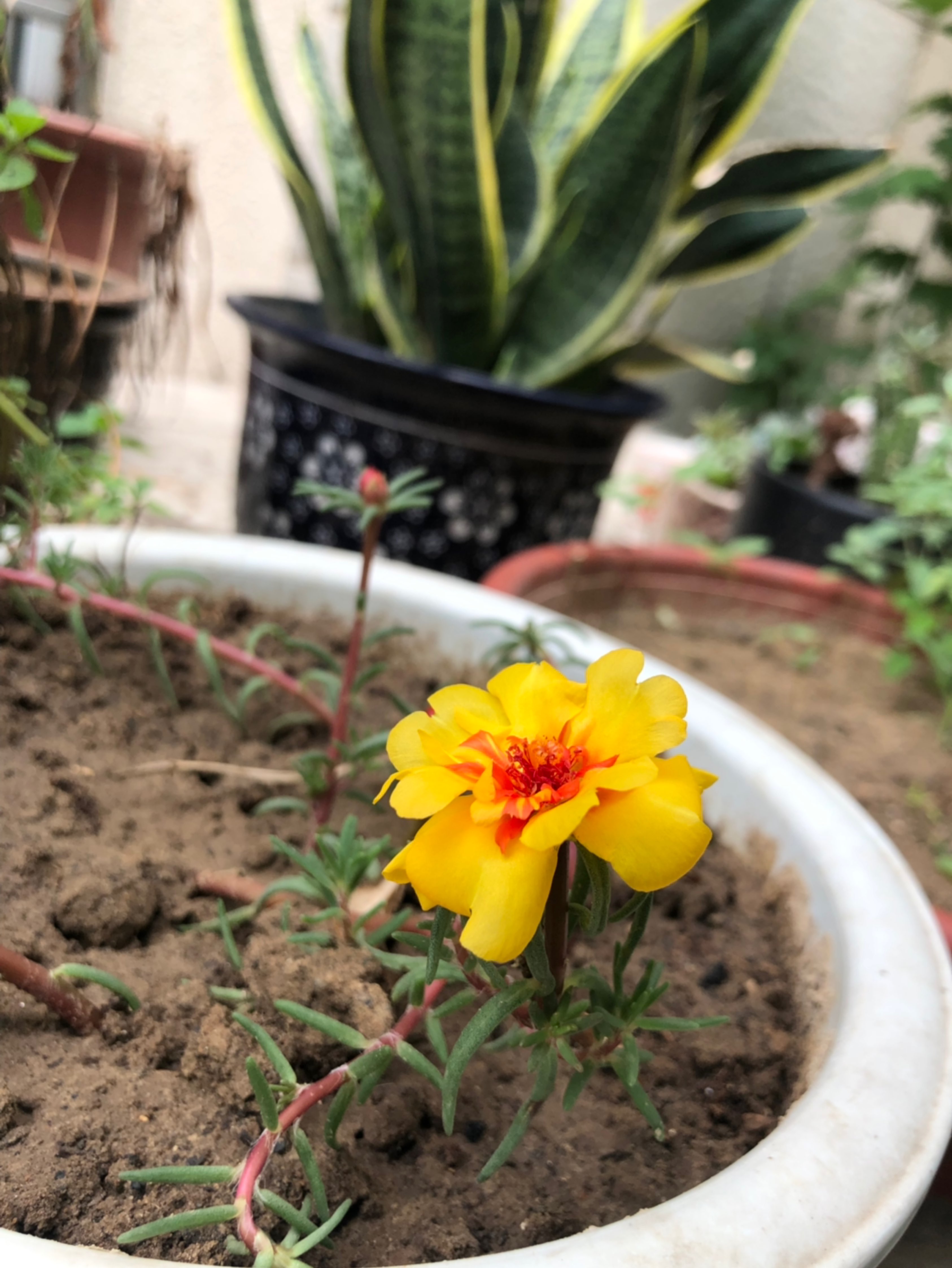 昨天刚种下的太阳花,今天就开花了