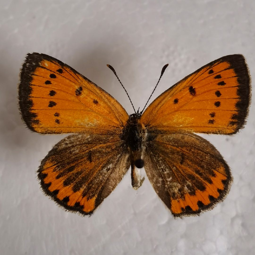 美丽的橙灰蝶[微笑][肌肉][肌肉],舒展一下肩部.