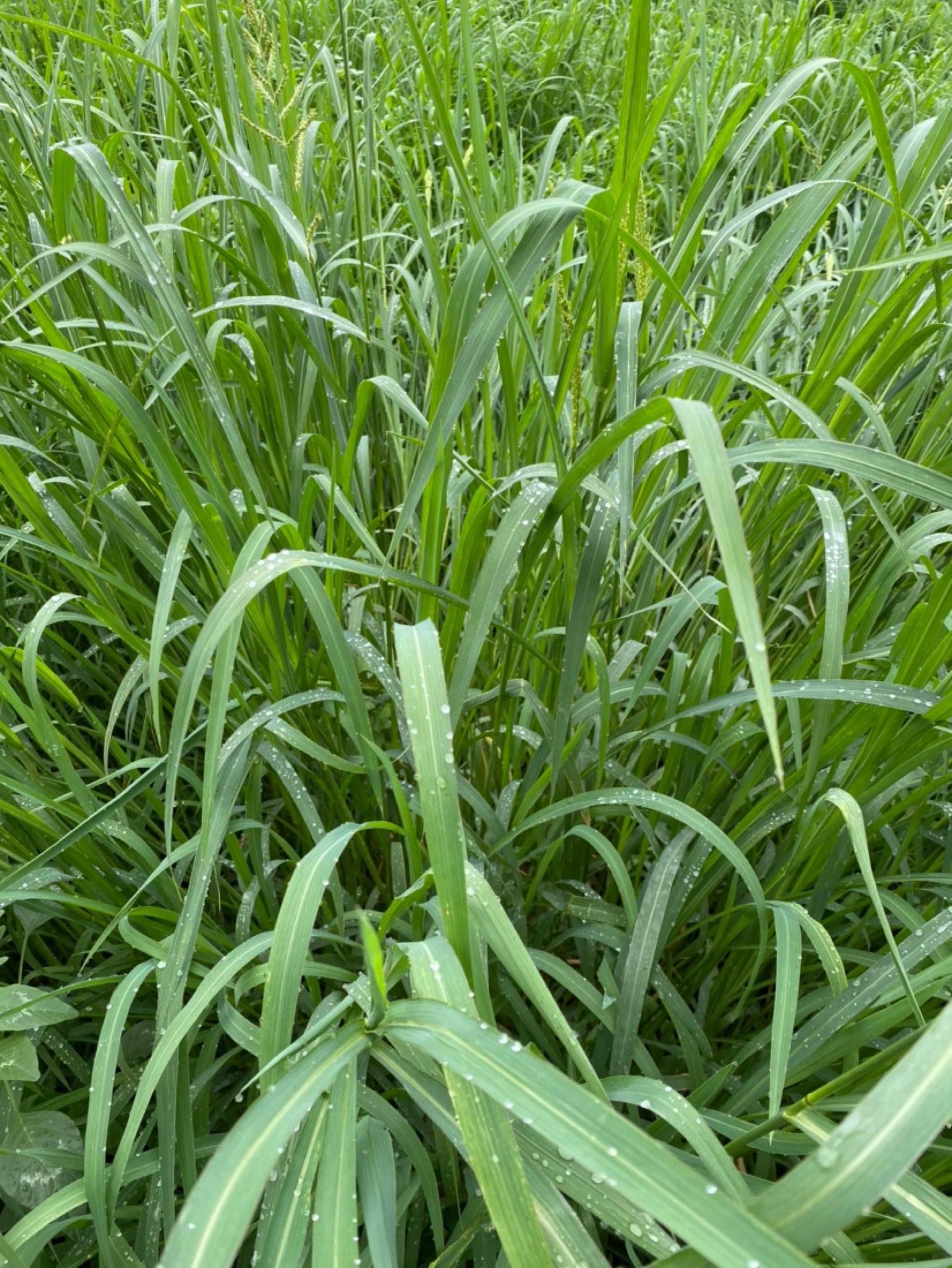 受昨夜大雨影响,早晨很是凉爽,运动起来更是惬意,偶