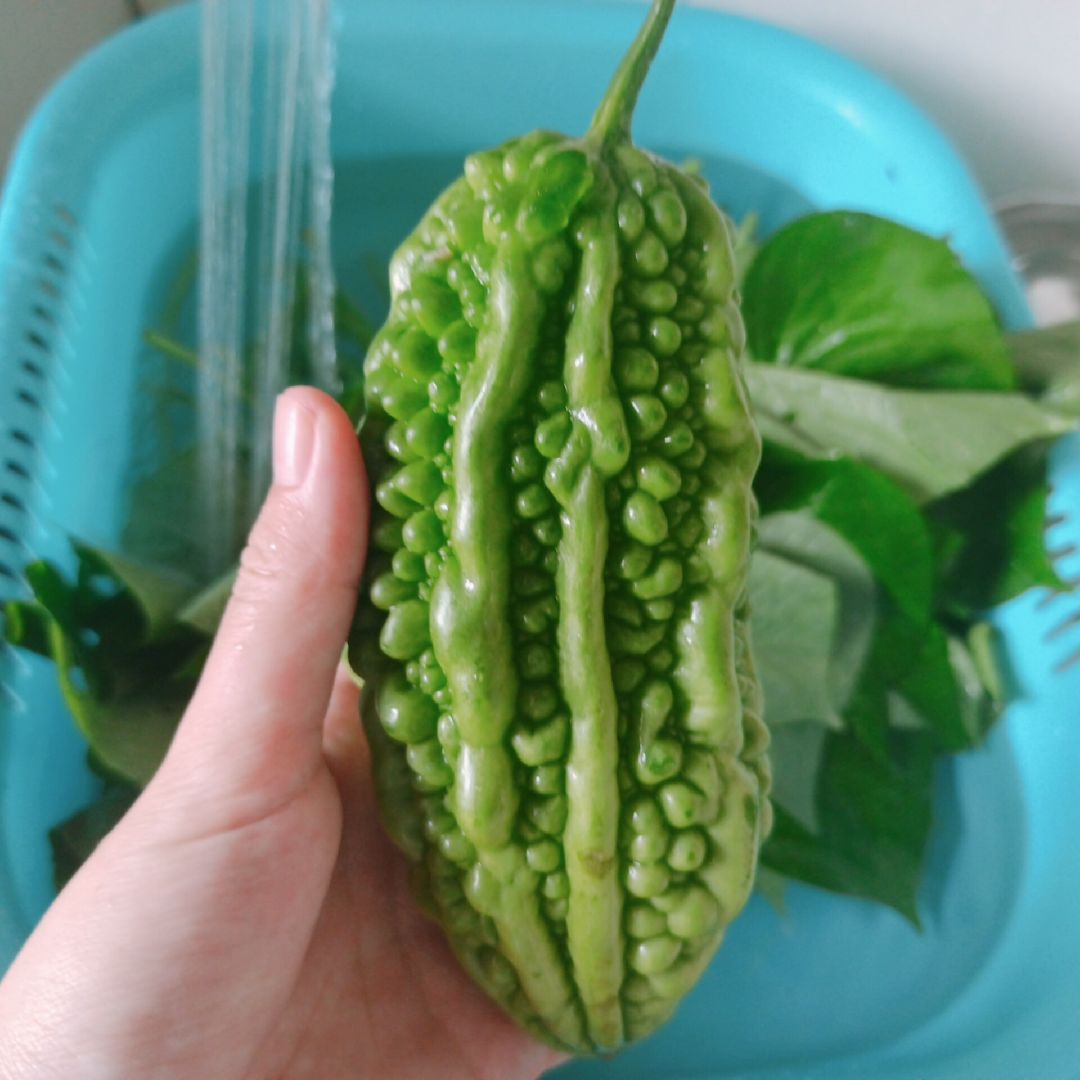 迷你苦瓜 敲可爱 解暑佳品