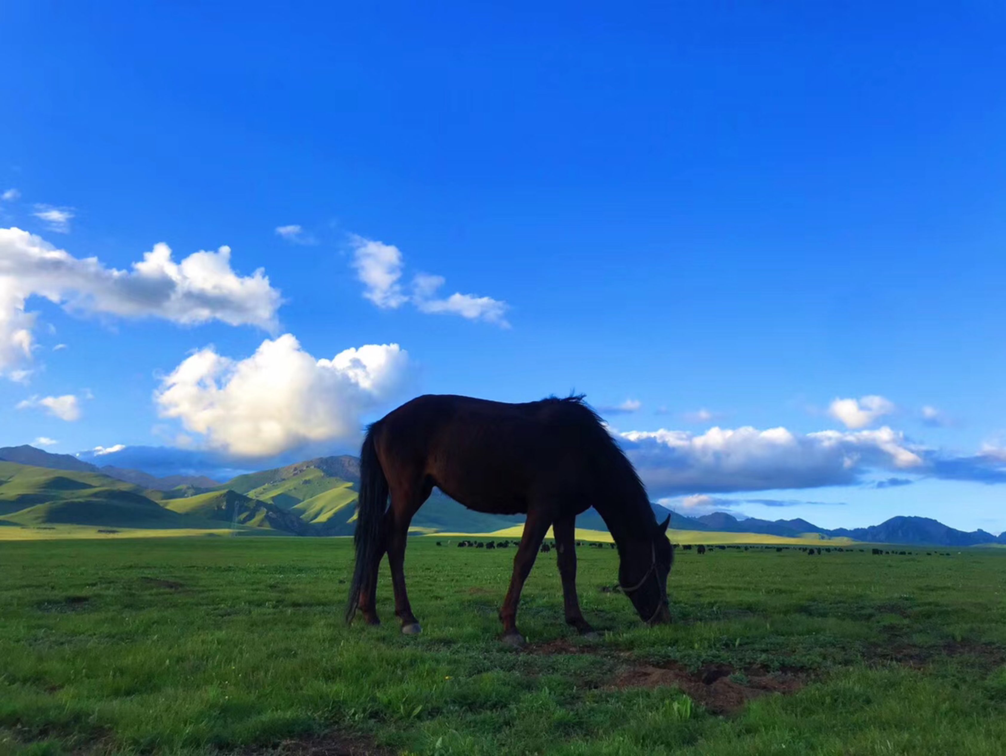 小马驹爱上一匹野马,家里也有草原