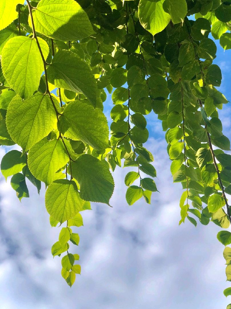 夏日郁郁葱葱,生活缓缓继续早安