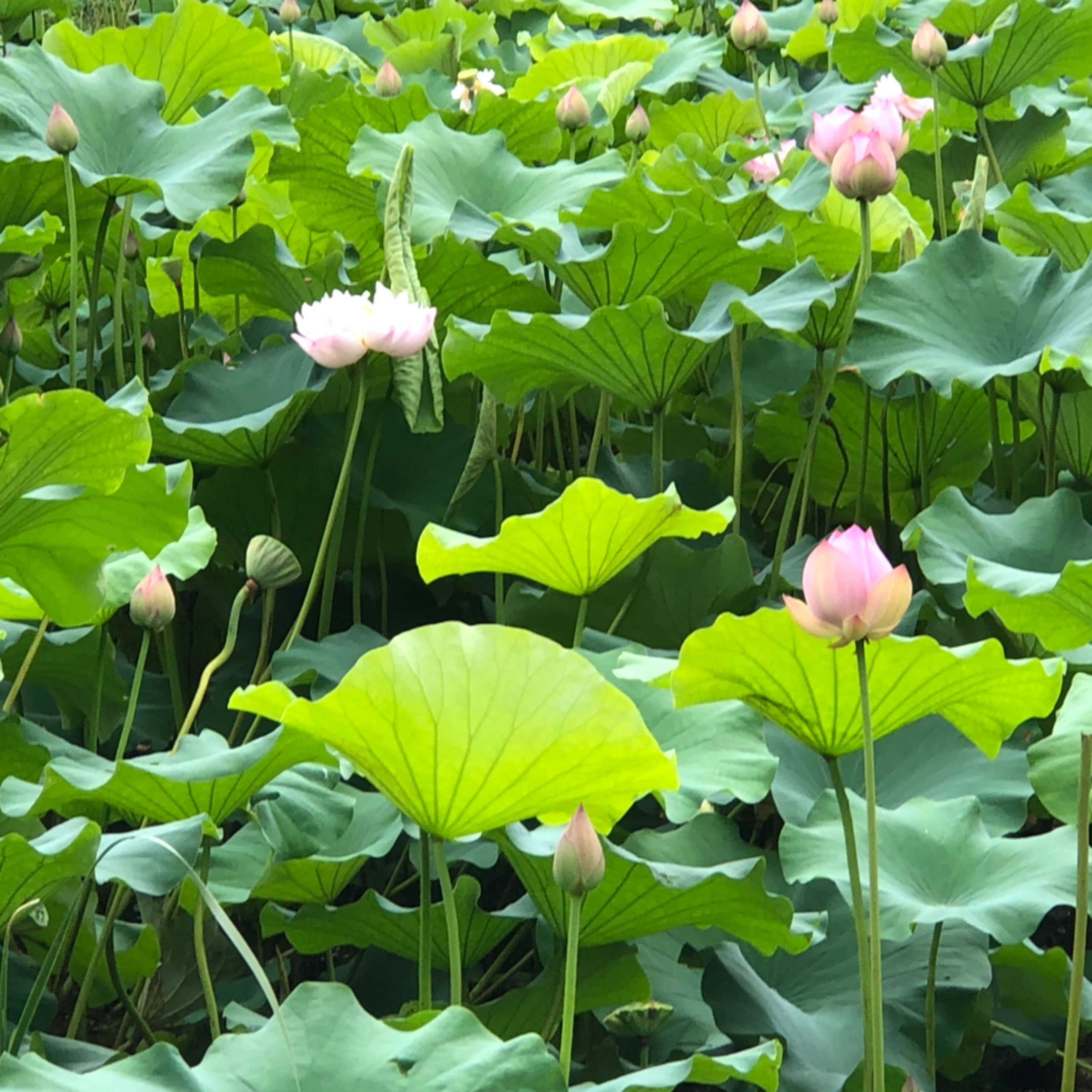 难得夏天的早上这么凉快,赶紧出来跑了一趟连日多云闷热一晴方觉夏深