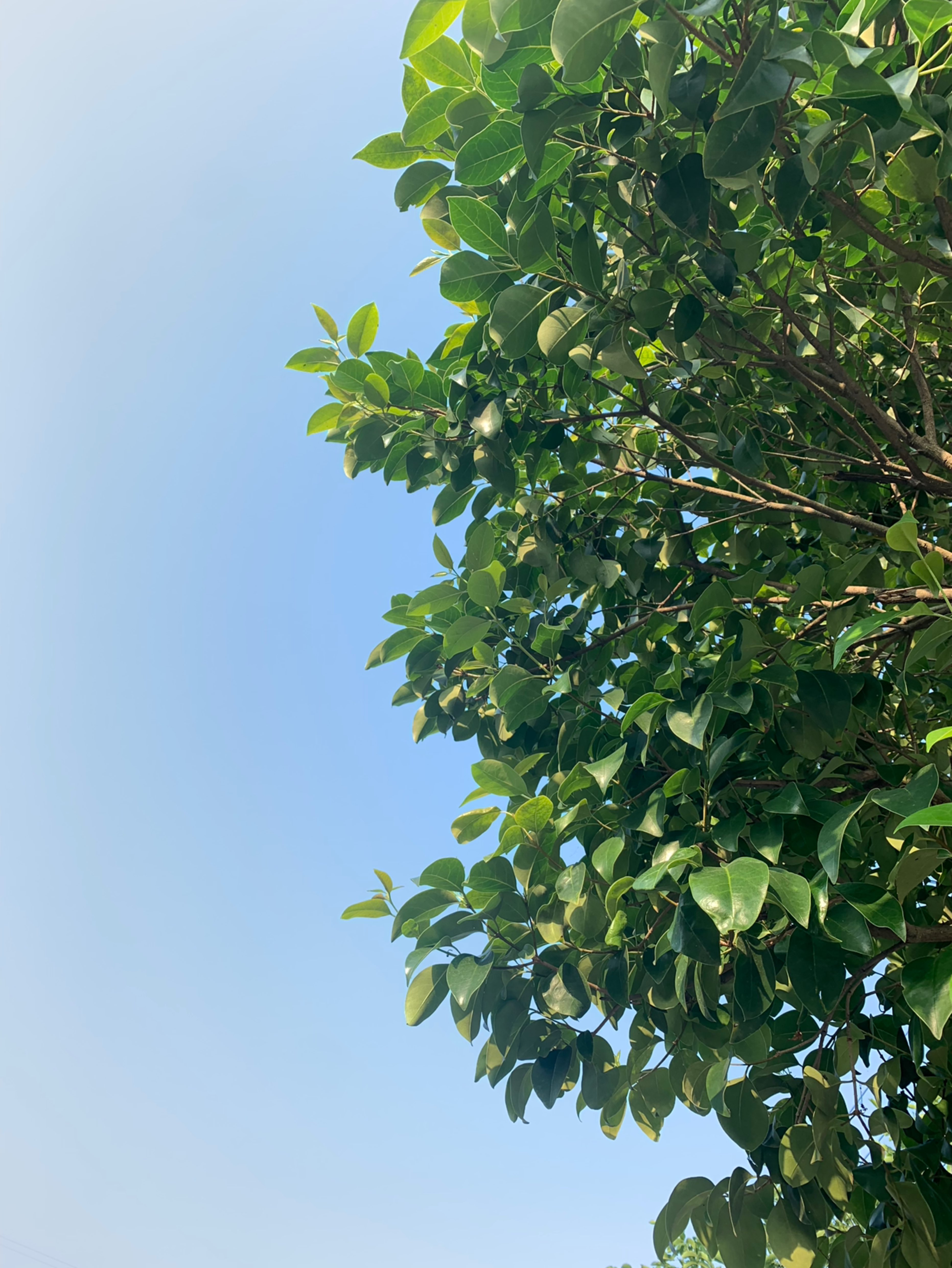 随手拍,绿色可以当护眼壁纸