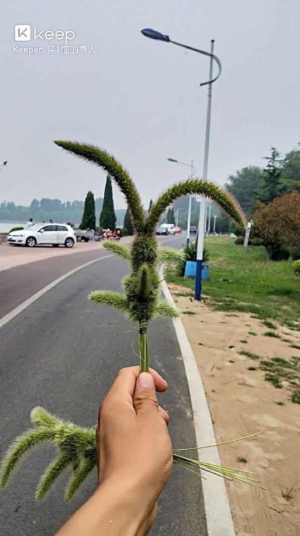 你们要的狗尾巴草小兔子教程来了