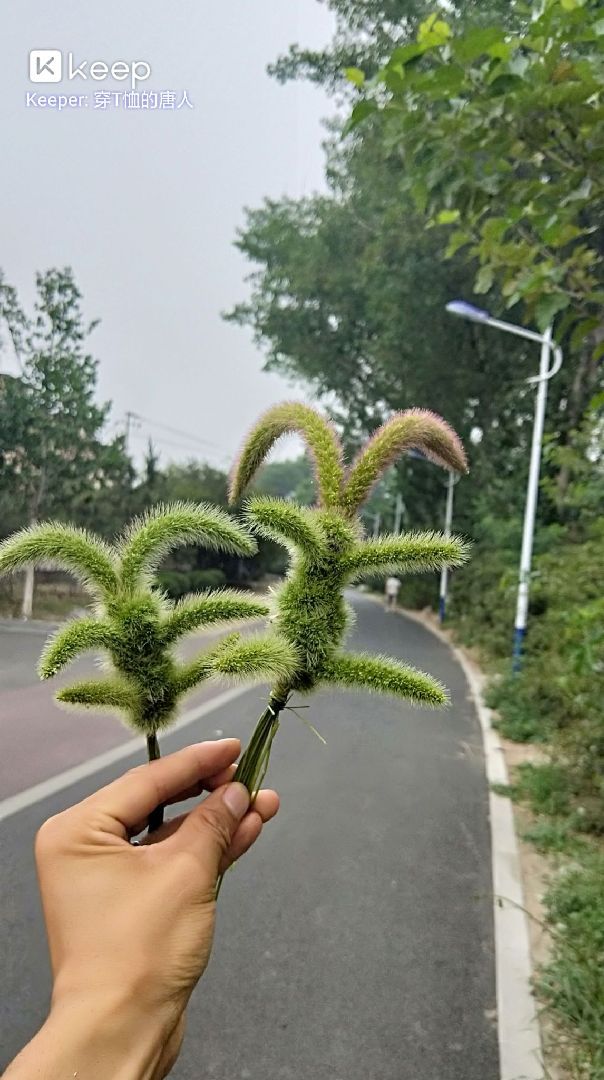 你们要的狗尾巴草小兔子教程来了