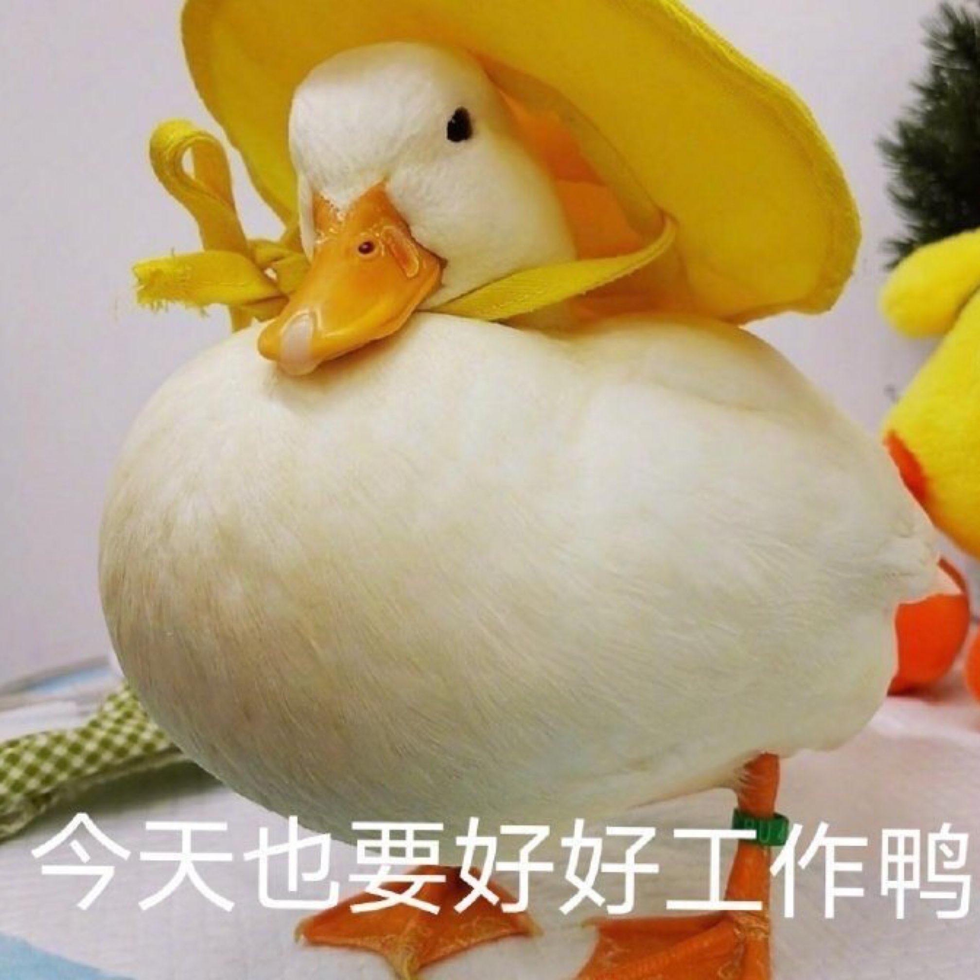 每天都要好好工作鸭夜跑打卡 1