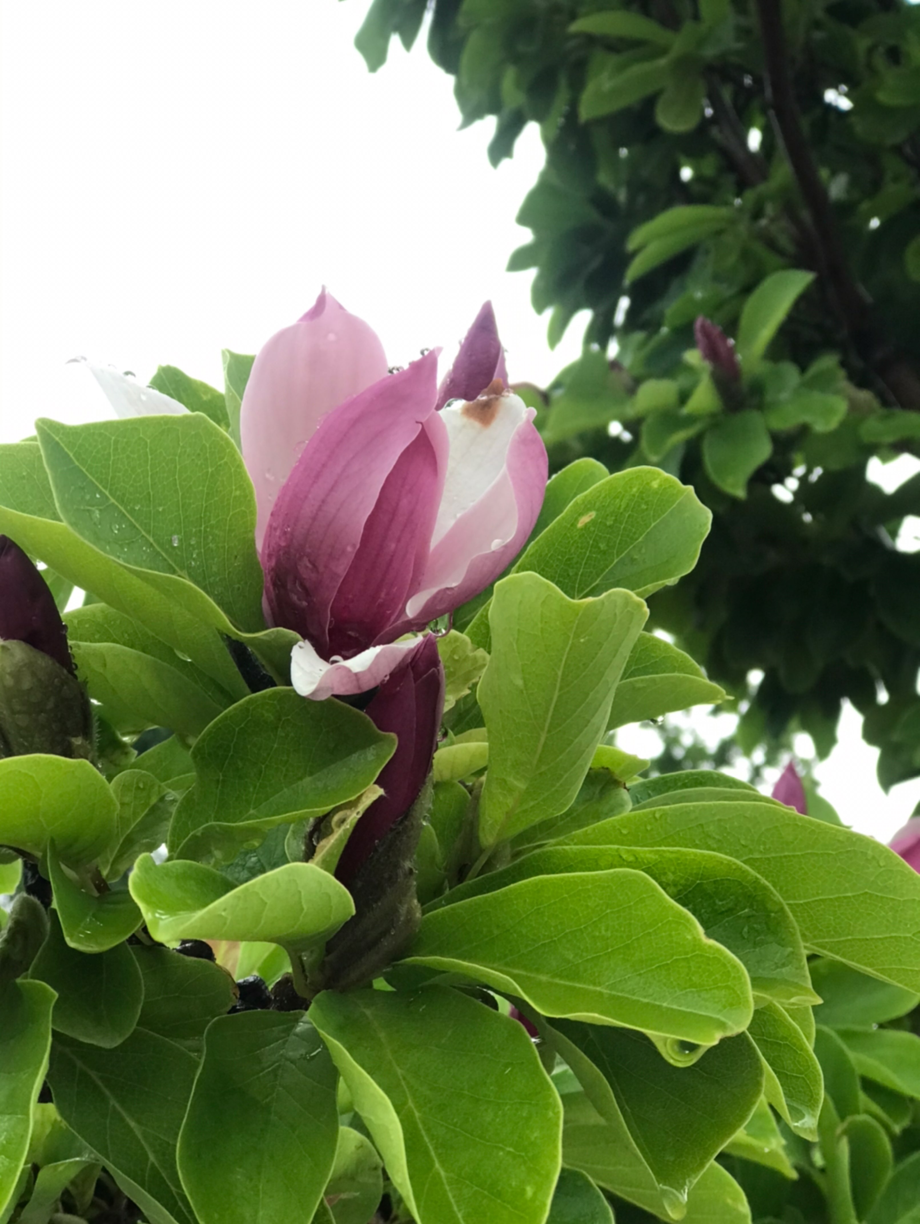 三月里来四月兰的动态_keep