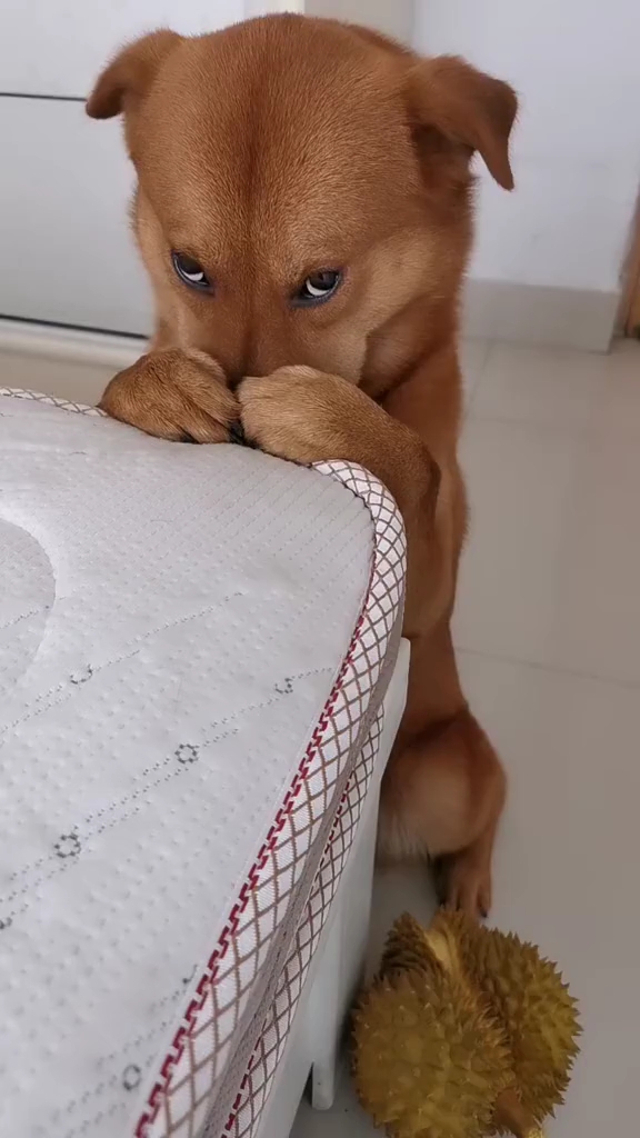 太可爱