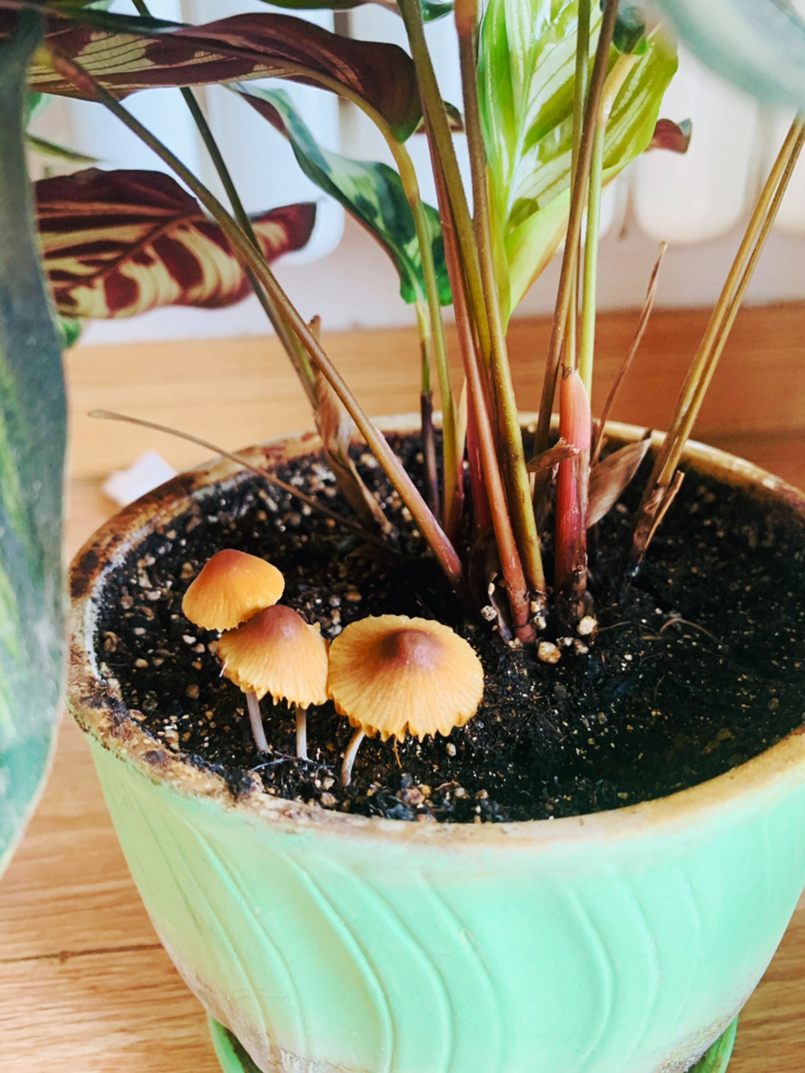 第二波花盆蘑菇,长出一组三口之家