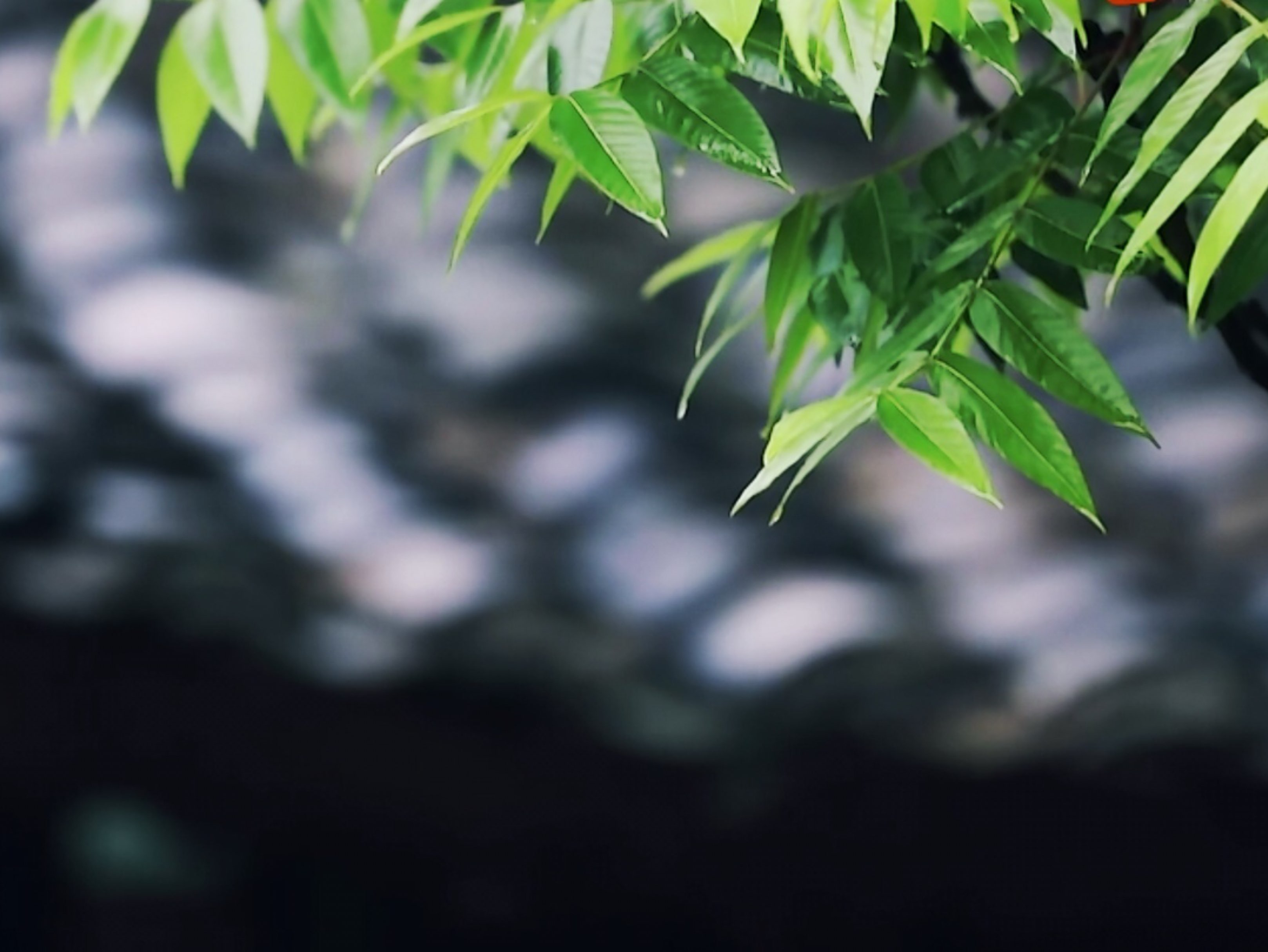 早安陰天 預報有雨