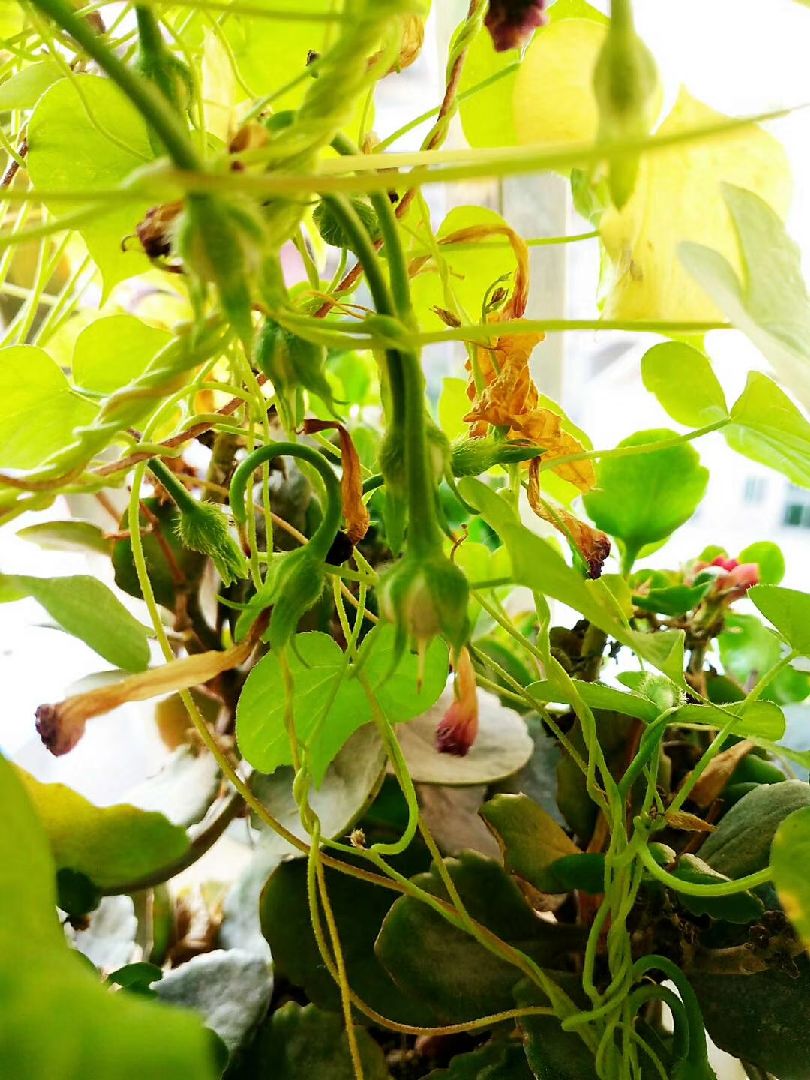 【户外跑哺60.55公里·牵牛花的一生】大家还记得我3月份播的种子不