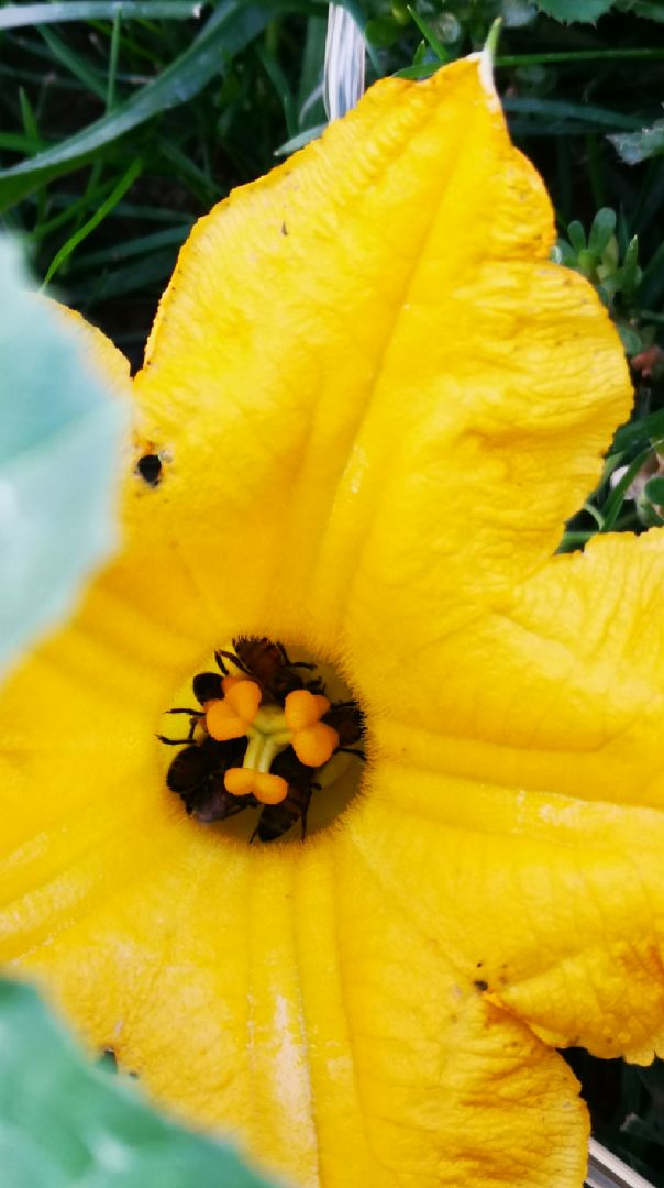 自家草坪野生南瓜