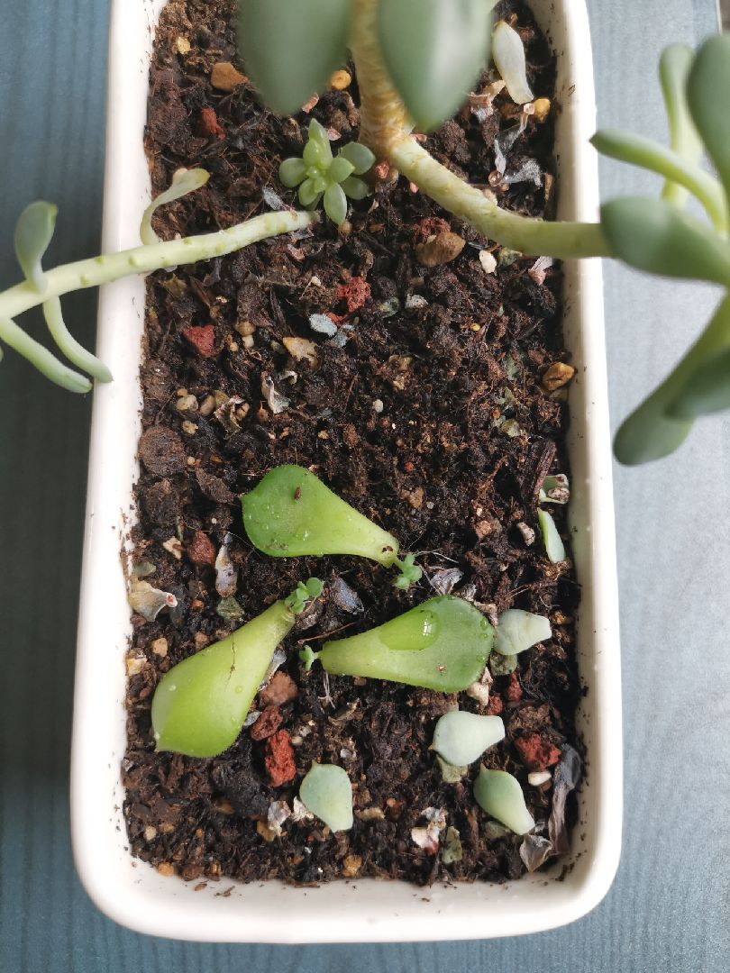 仰卧风车有点难