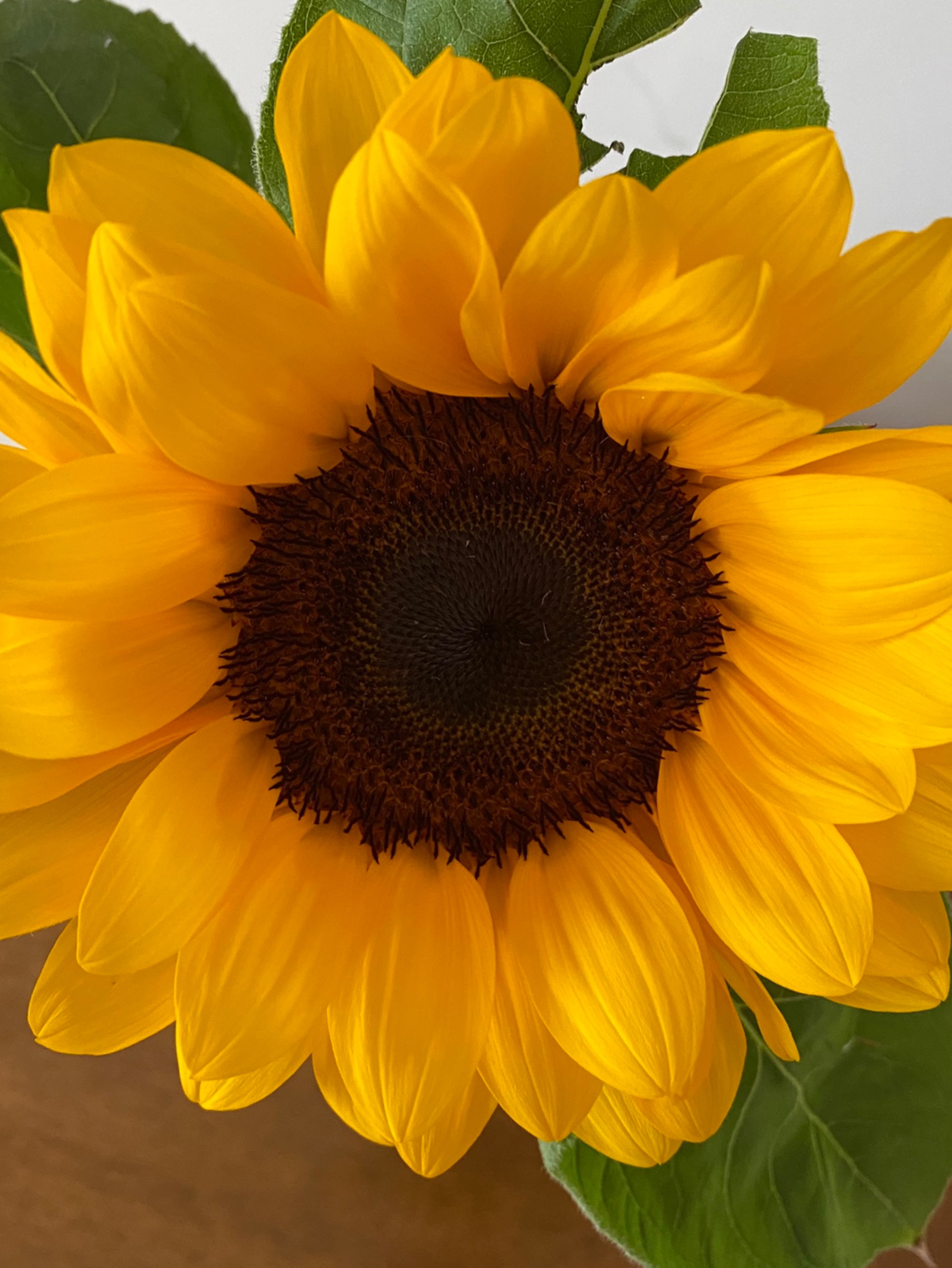 向阳而生,一举夺魁.寓意真好