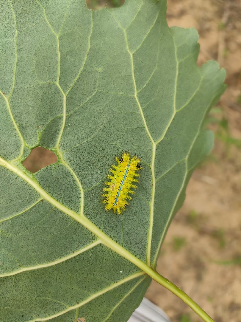 爬山虎的特点虫子图片