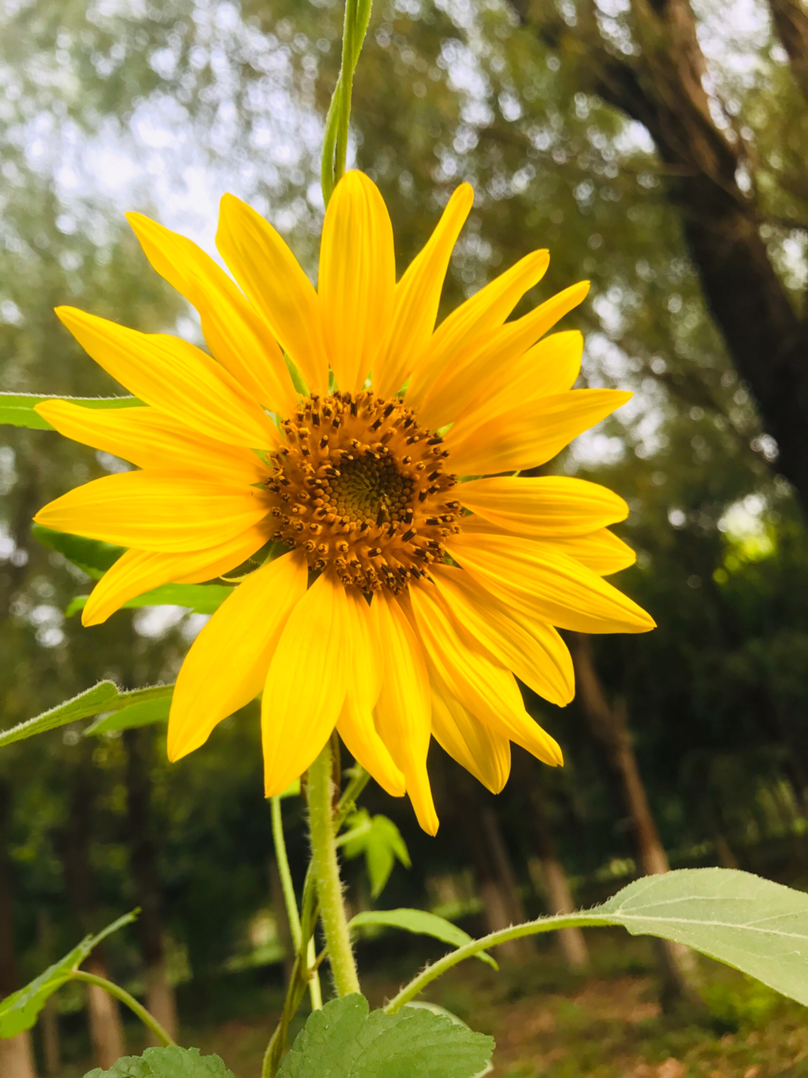 小白跑步打卡第9天看到路边一朵向日葵花不大但却很艳丽成了整条路