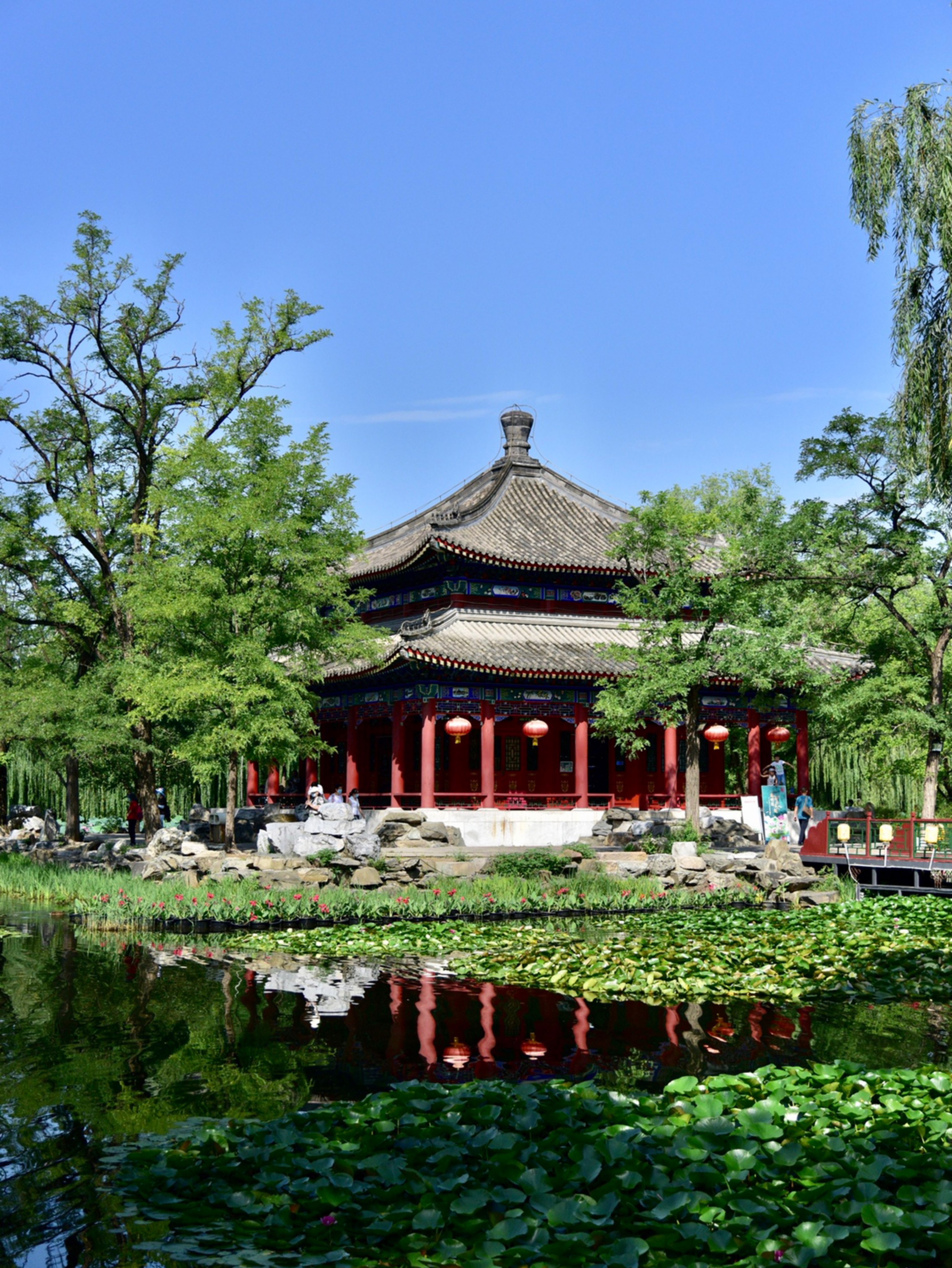 圆明园有点大,荷花的夏天!