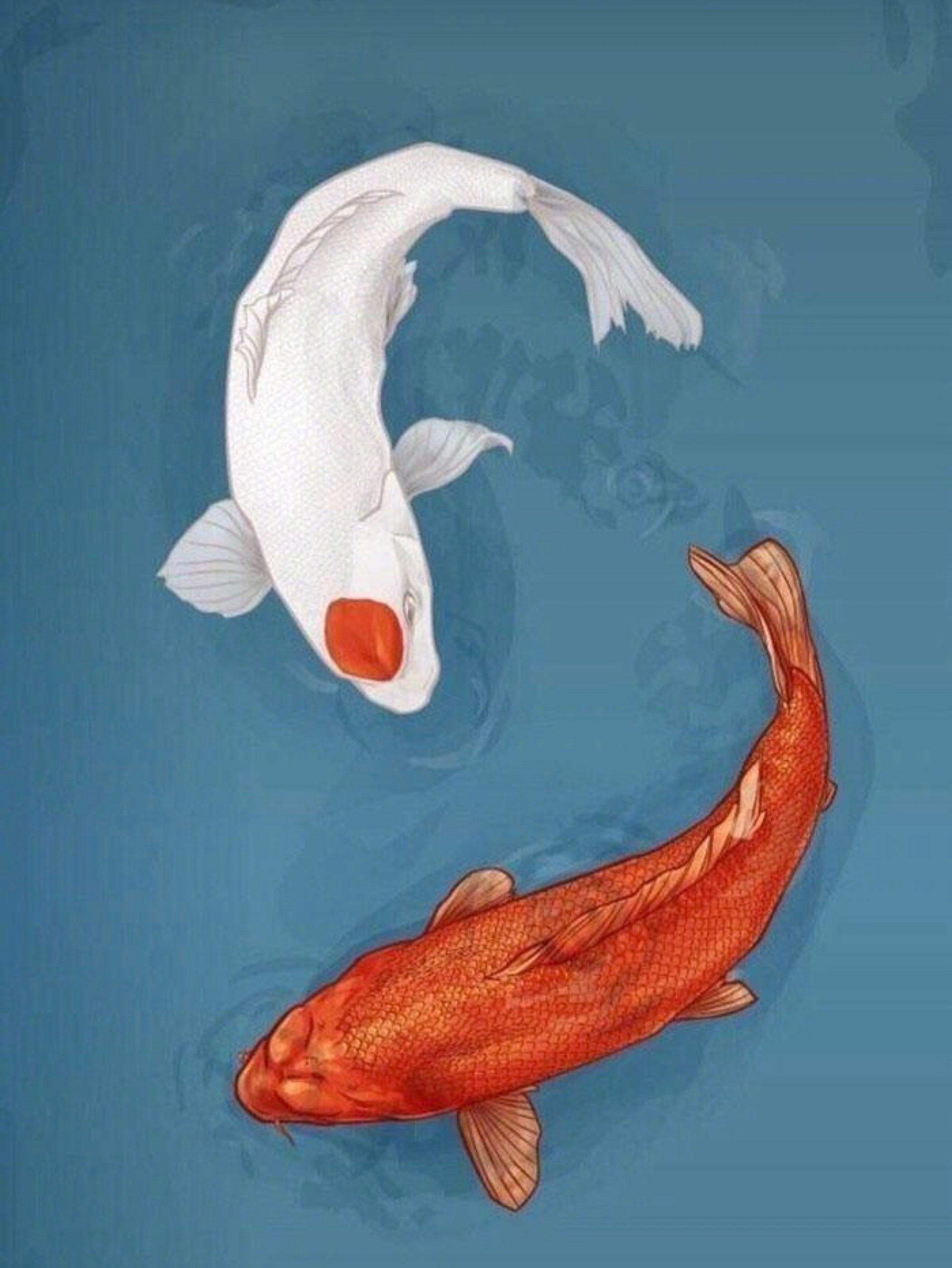 上午下了一天雨,这会儿在公园也是闷热.八月锦鲤.喜爱洛浦.